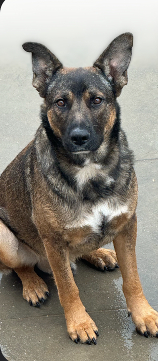 Enlarge Clyde, a Adoptable mixed breed in Palmdale, CA image 4/5