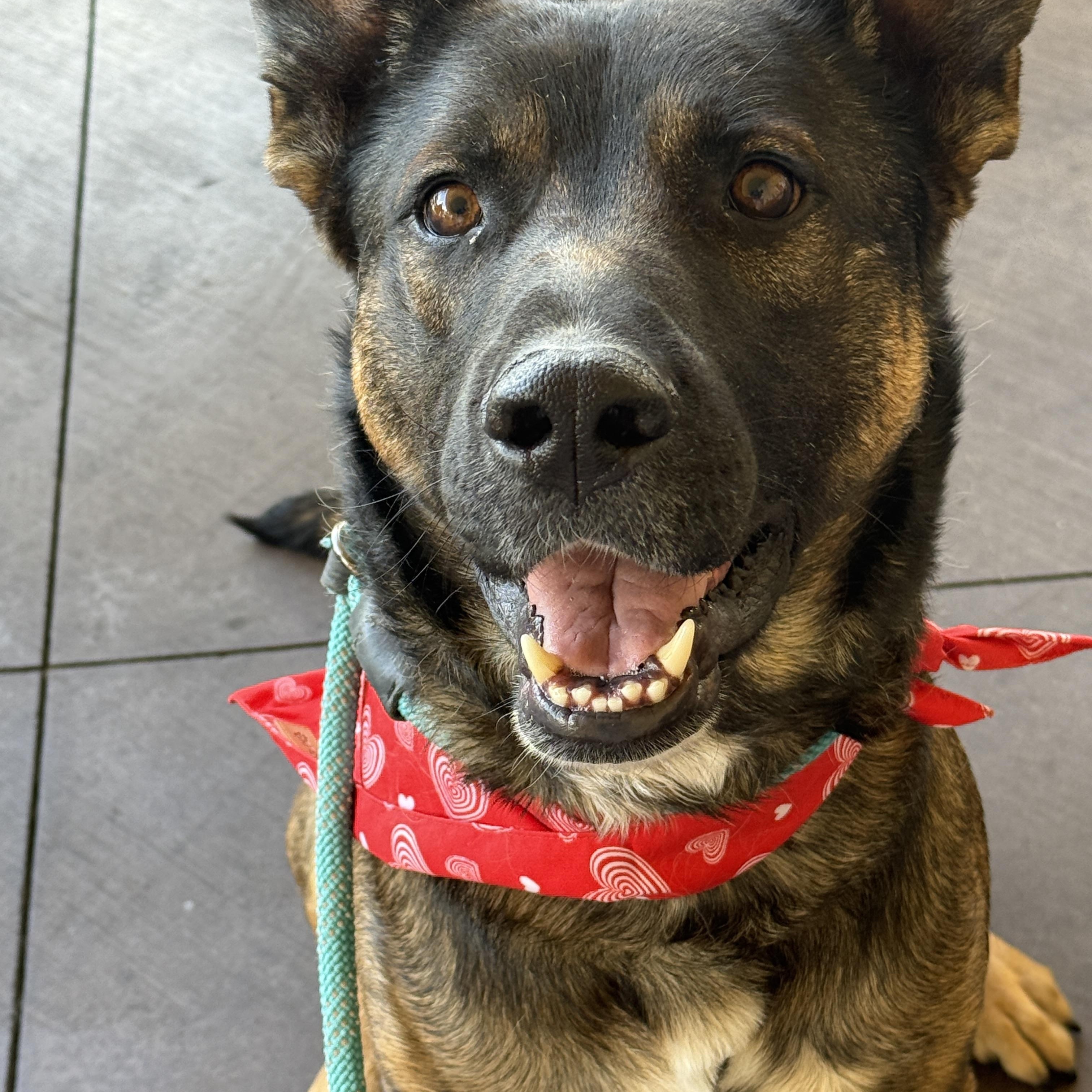 Enlarge Clyde, a Adoptable mixed breed in Palmdale, CA image 2/5