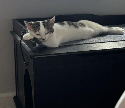 Raya, a Adoptable Domestic Short Hair in Canal Winchester, OH image 2/6