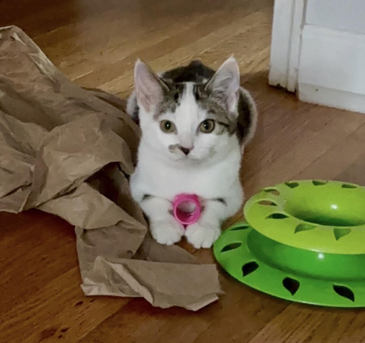 Raya, a Adoptable Domestic Short Hair in Canal Winchester, OH image 3/6