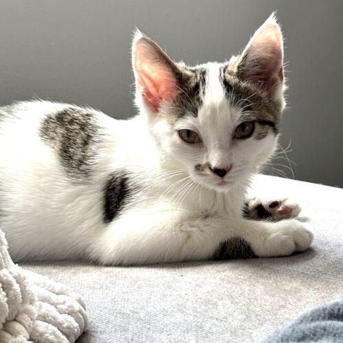 Raya, a Adoptable Domestic Short Hair in Canal Winchester, OH image 4/6