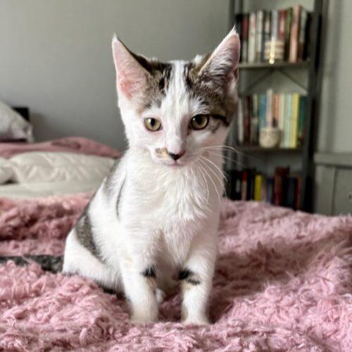 Raya, a Adoptable Domestic Short Hair in Canal Winchester, OH image 5/6