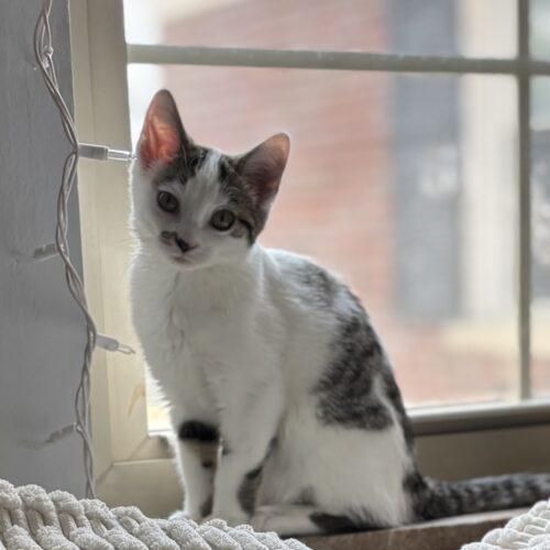 Raya, a Adoptable Domestic Short Hair in Canal Winchester, OH image 6/6