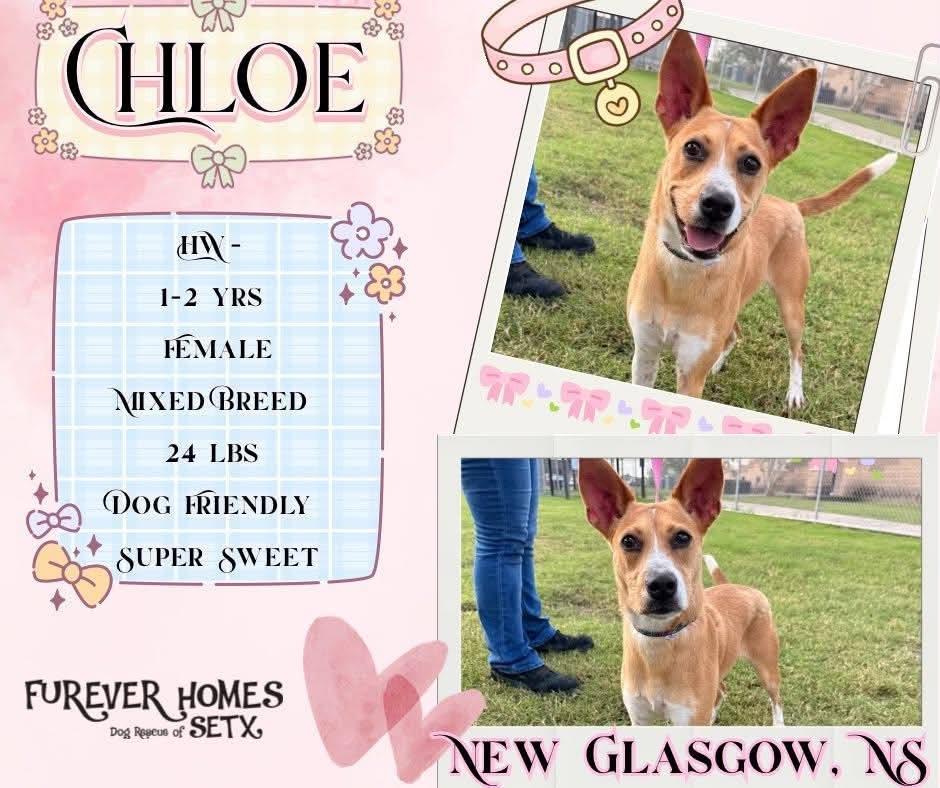 Enlarge Chloe, a Adoptable Carolina Dog in New Glasgow, NS image 1/1