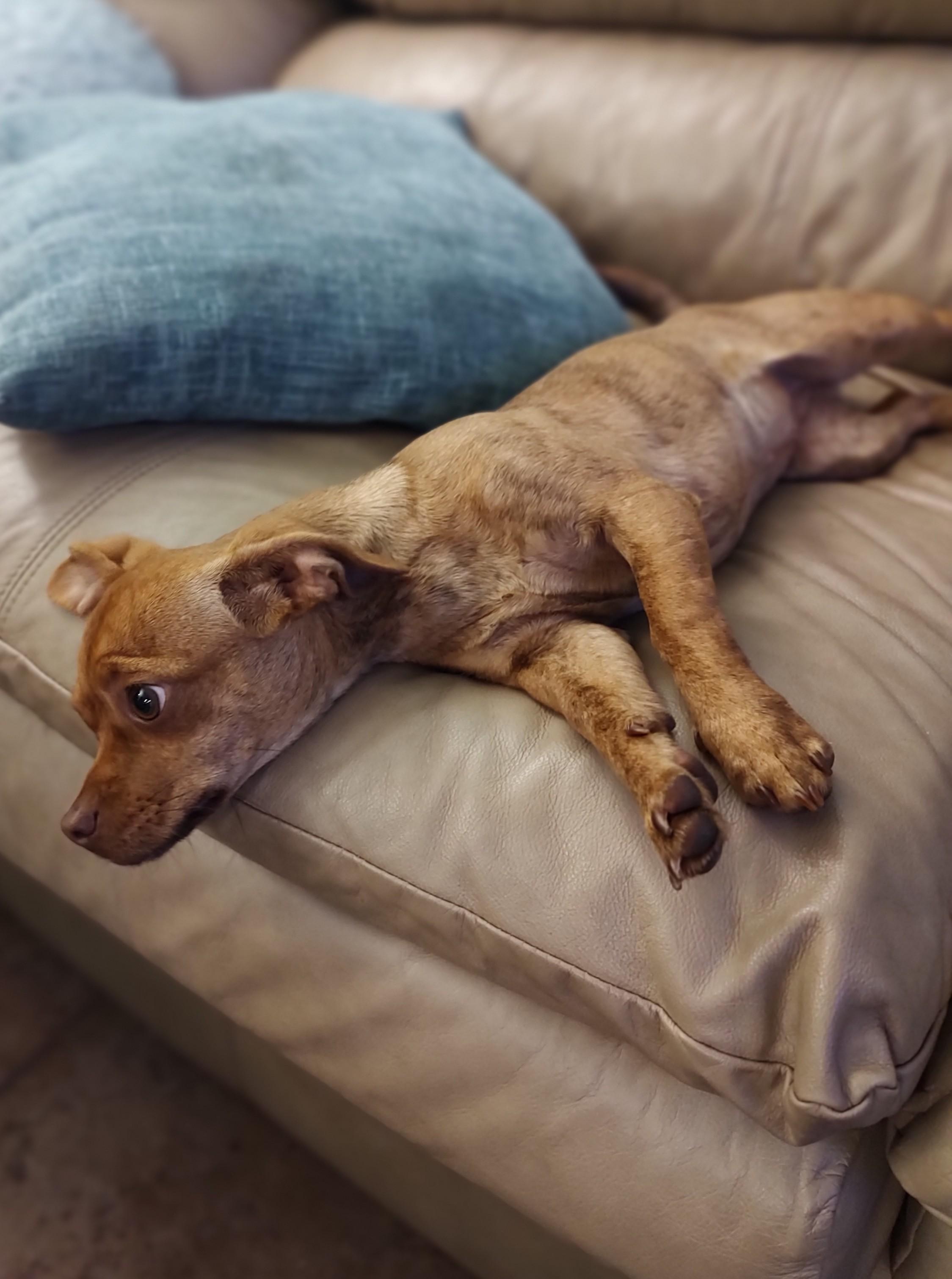 Dixie, a Adoptable mixed breed in Mary Esther, FL image 5/5