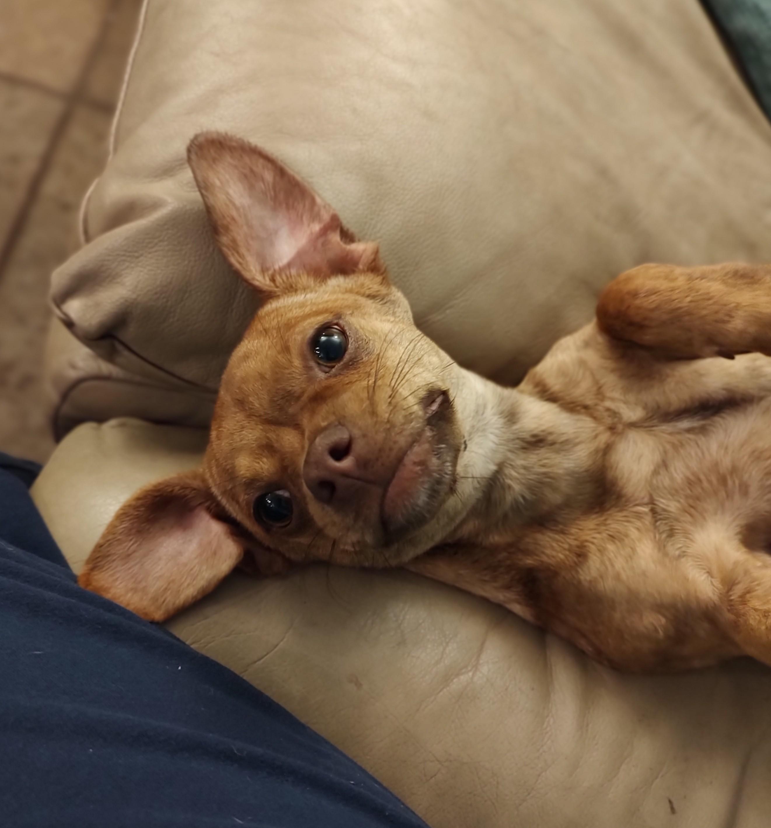 Dixie, a Adoptable mixed breed in Mary Esther, FL image 2/5