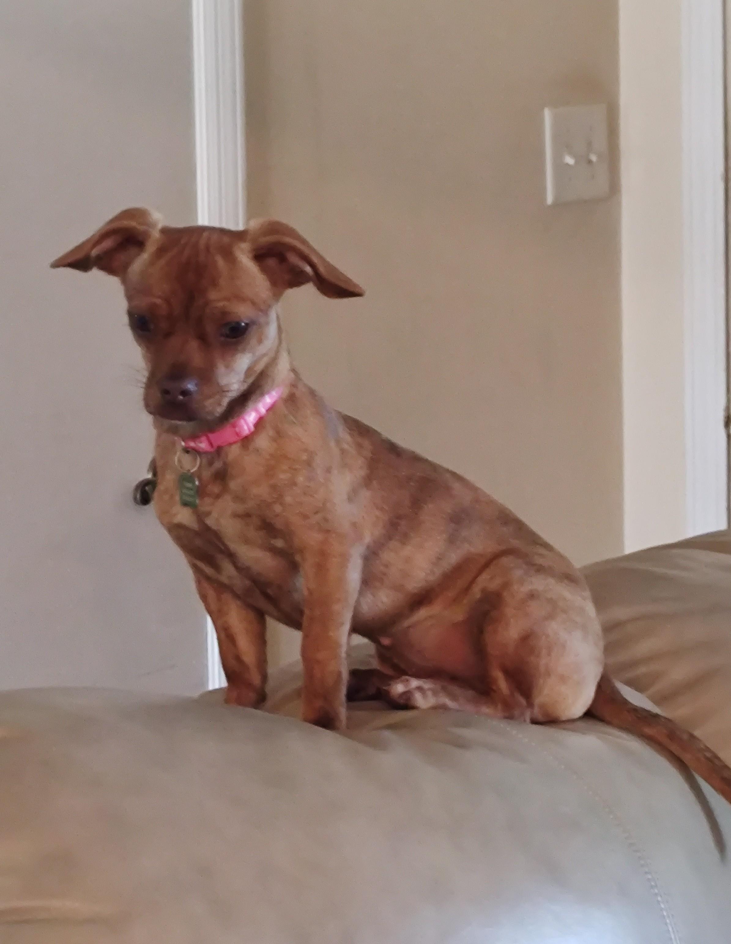 Dixie, a Adoptable mixed breed in Mary Esther, FL image 1/5