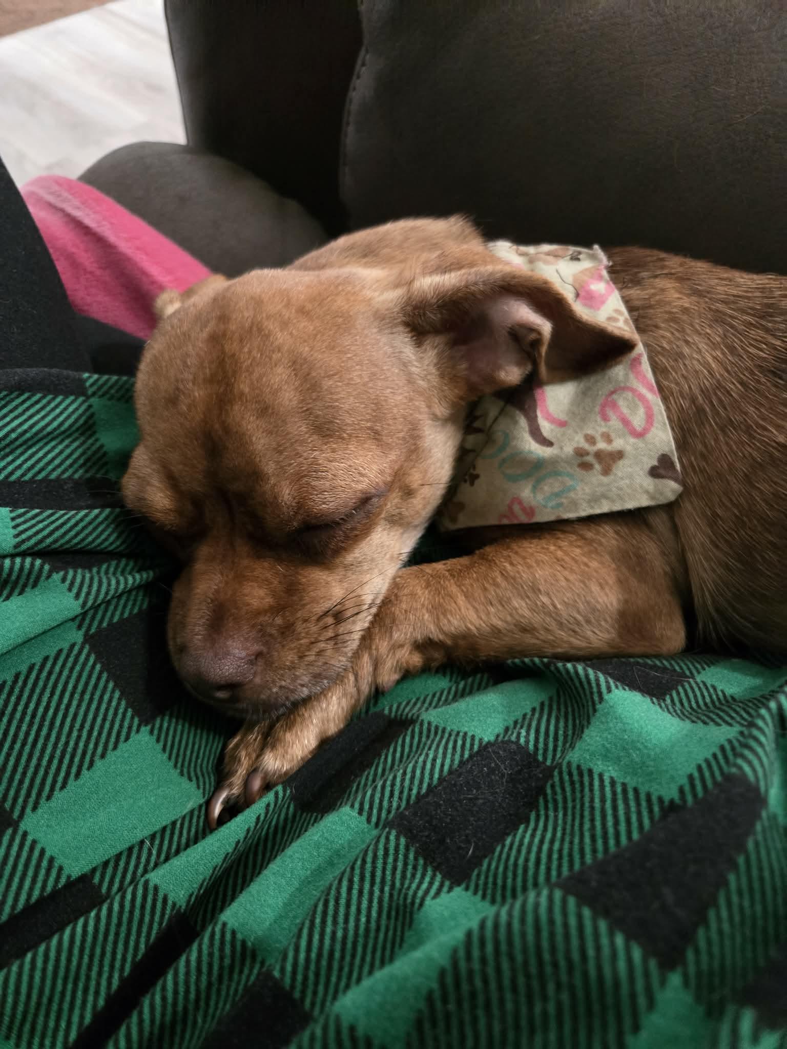 Dixie, a Adoptable mixed breed in Mary Esther, FL image 1/4