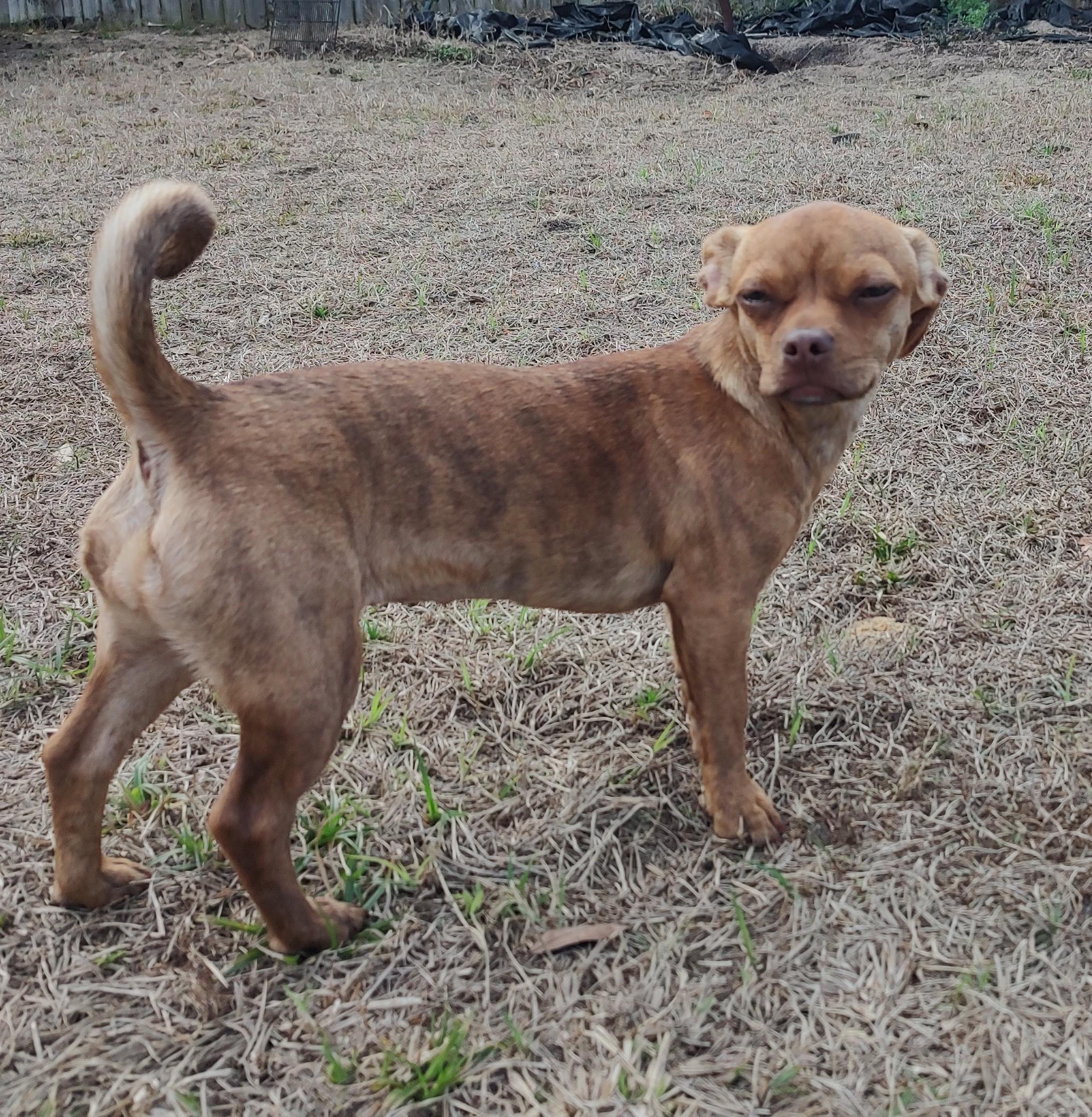 Dixie, a Adoptable mixed breed in Mary Esther, FL image 3/5