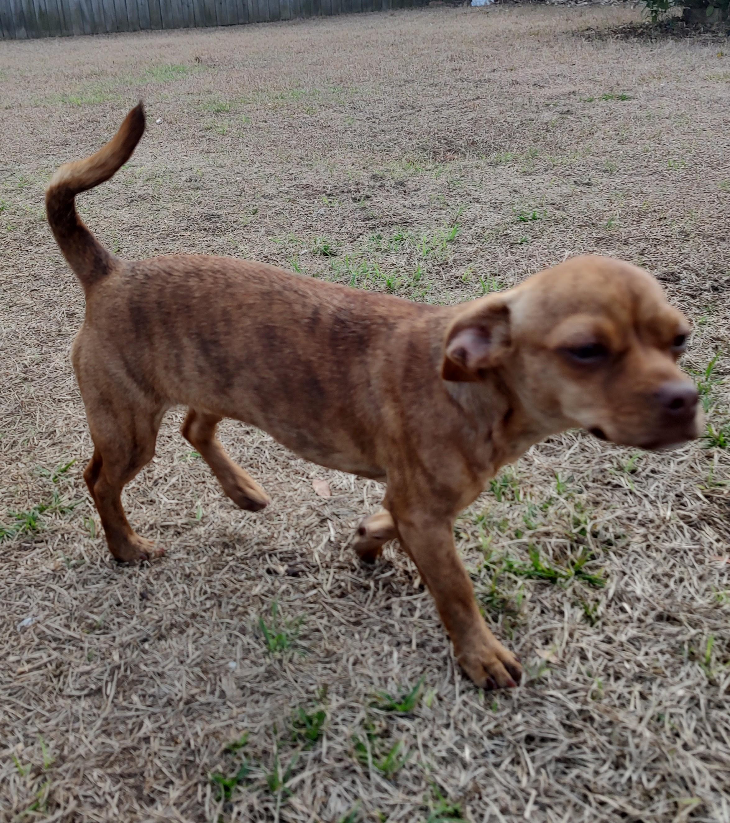Dixie, a Adoptable mixed breed in Mary Esther, FL image 4/5
