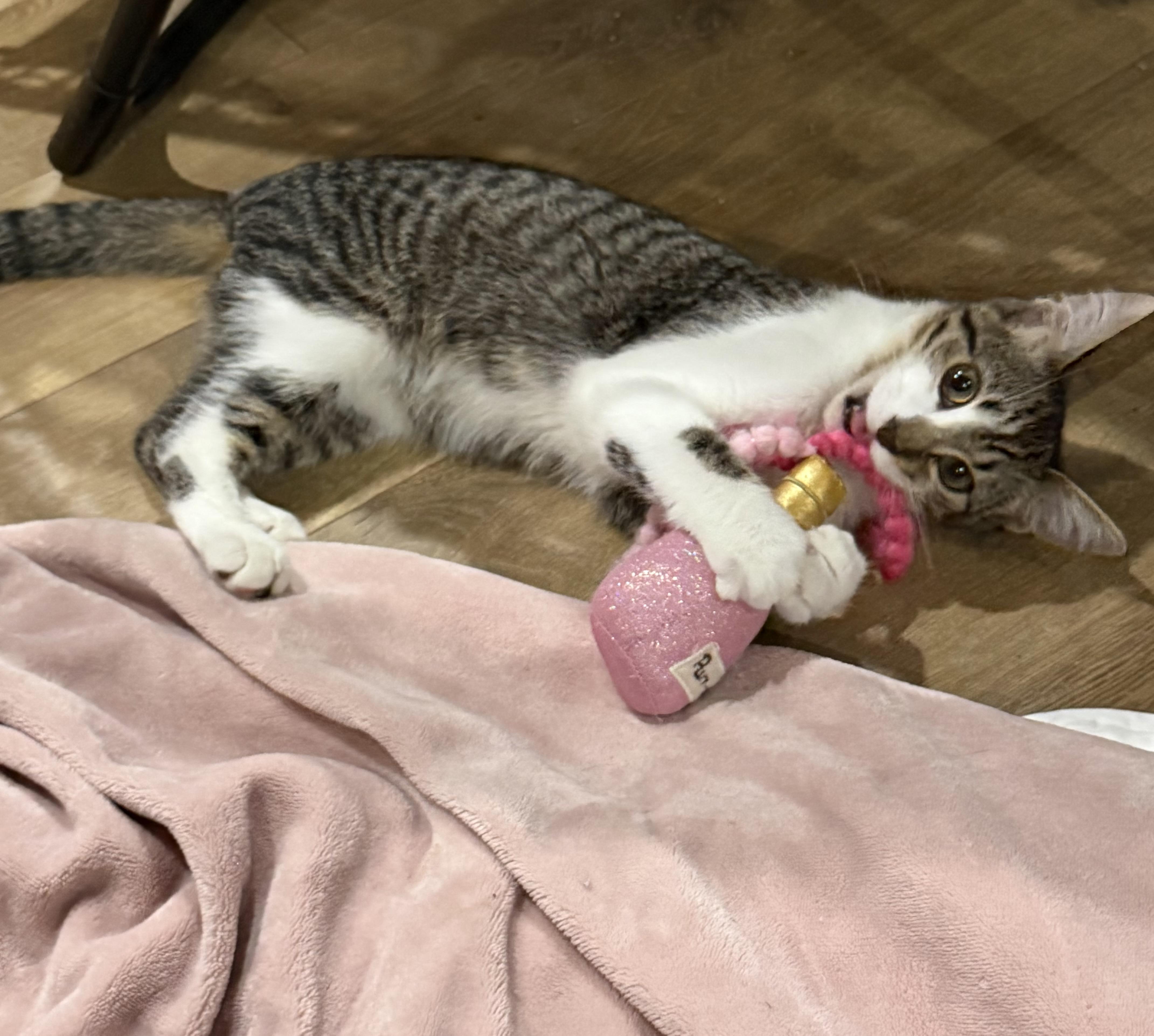 Enlarge Ernie, a Adoptable Domestic Short Hair in Avon, OH image 3/3