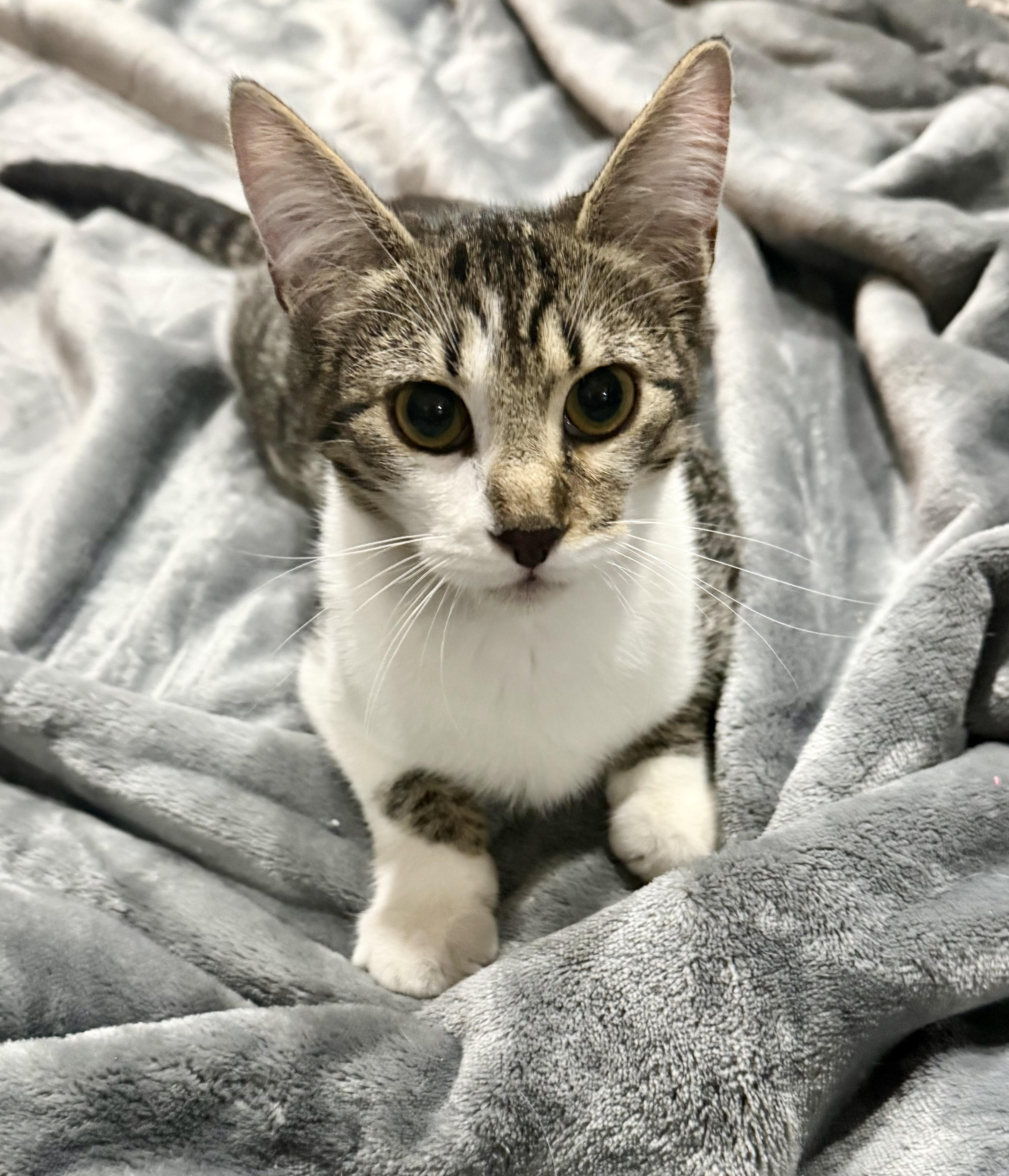 Enlarge Ernie, a Adoptable Domestic Short Hair in Avon, OH image 2/3