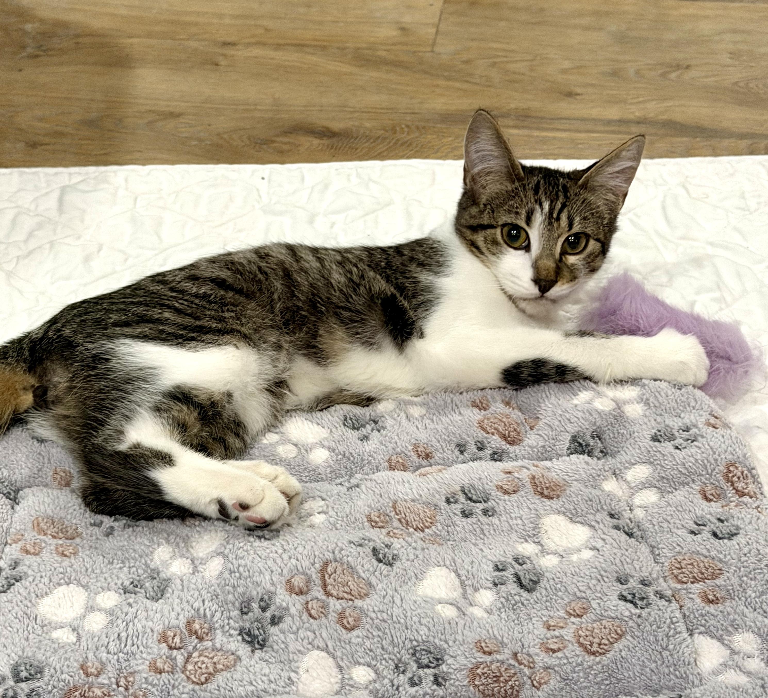 Enlarge Ernie, a Adoptable Domestic Short Hair in Avon, OH image 1/3