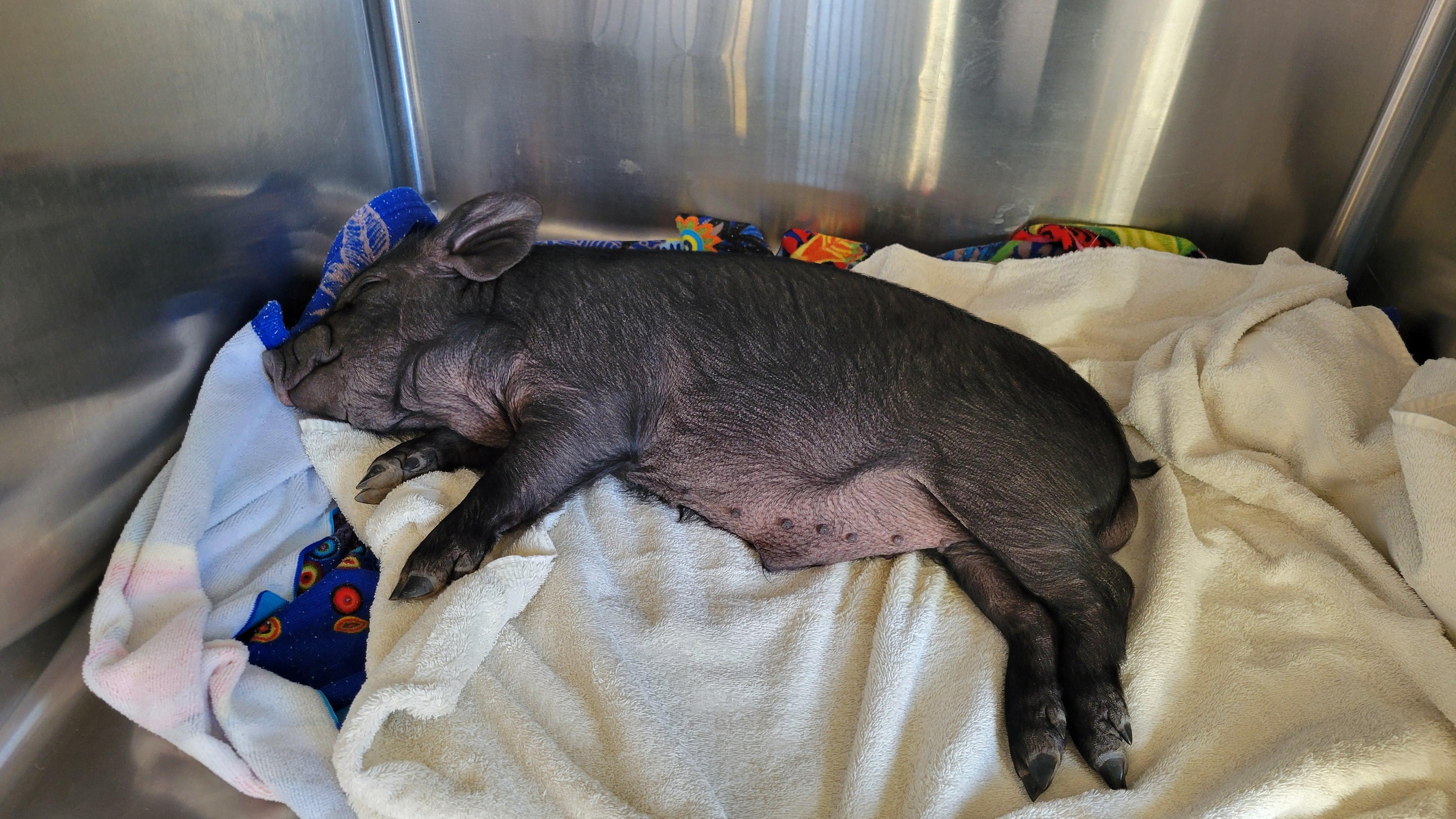 Enlarge Meishan Piglets, a Adoptable Pig in Roy, WA image 3/3