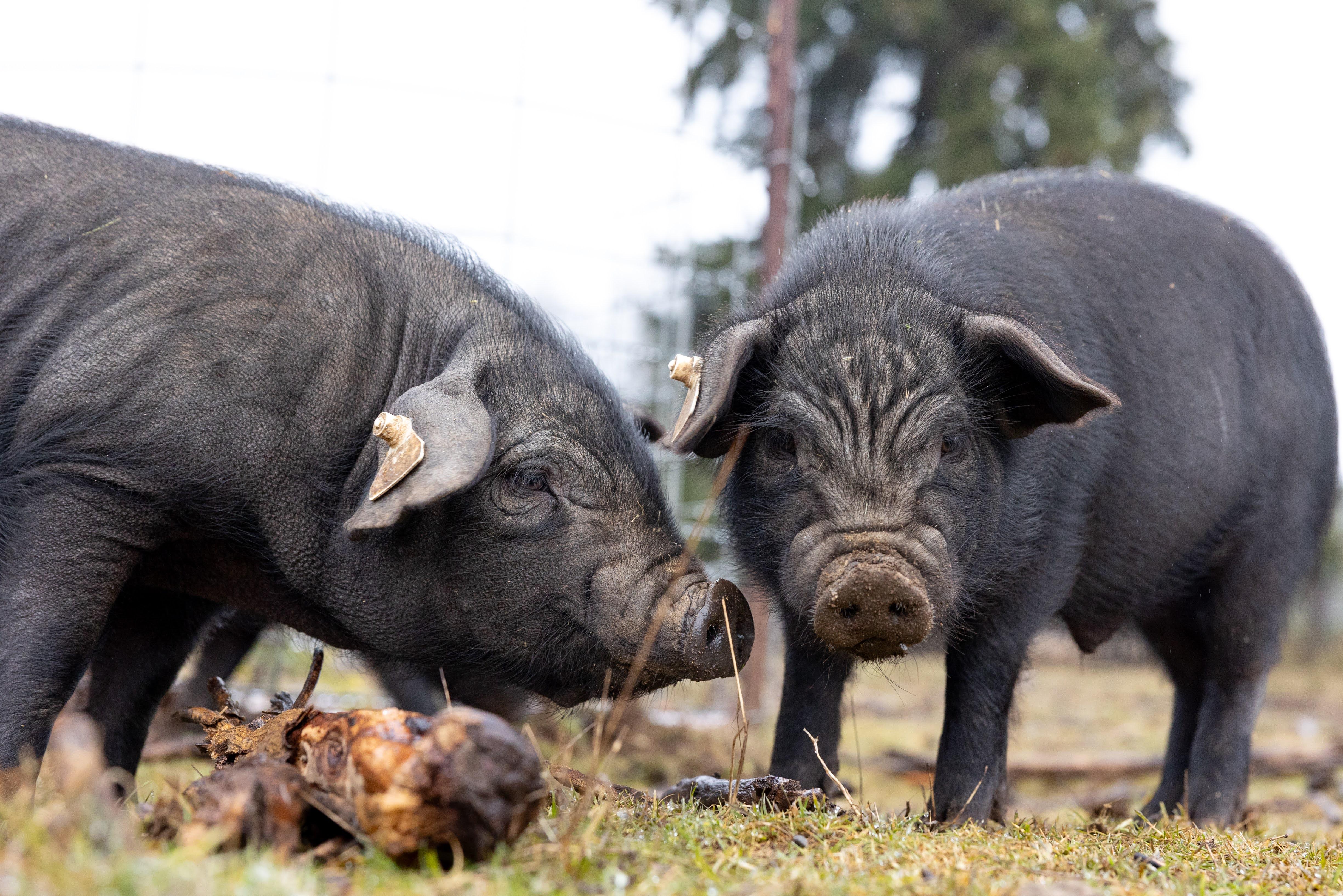 Enlarge Meishan Piglets, a Adoptable Pig in Roy, WA image 1/3