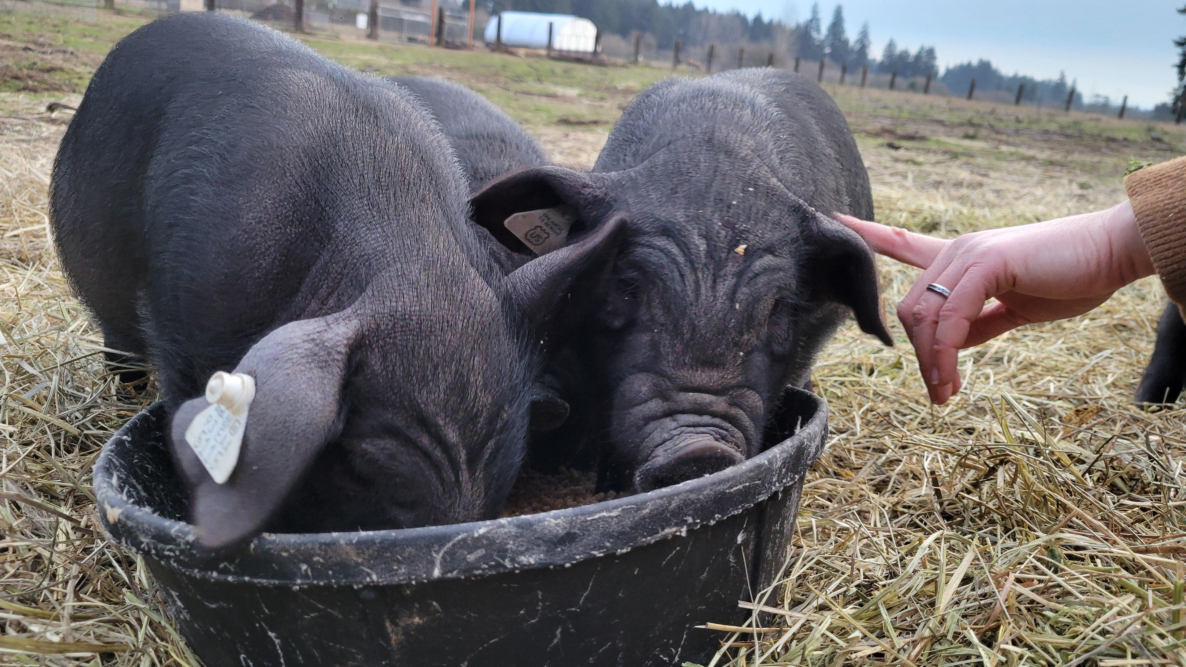 Enlarge Meishan Piglets, a Adoptable Pig in Roy, WA image 2/3