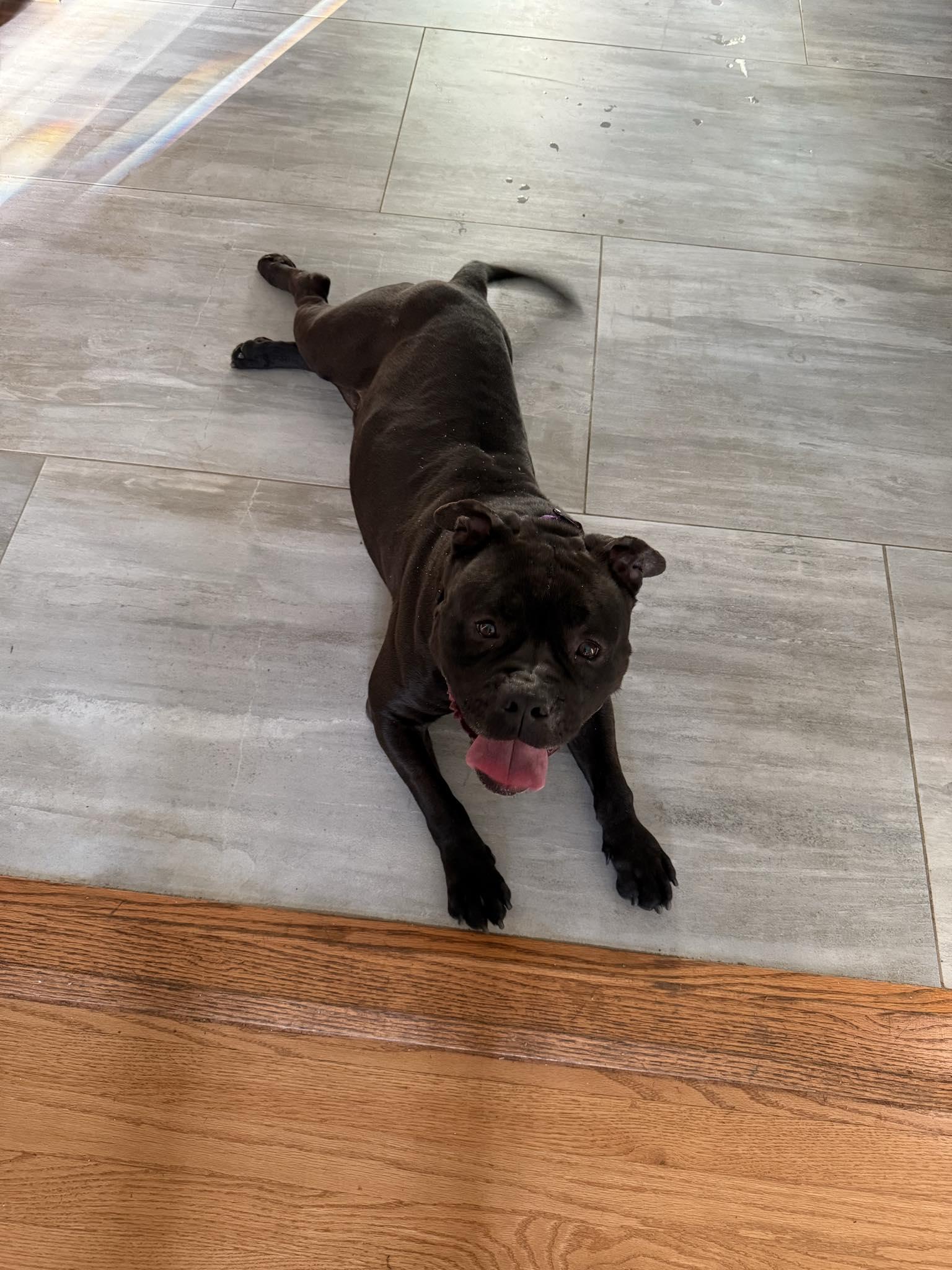 Enlarge Ronnie, a Adoptable mixed breed in New Milford, CT image 1/4