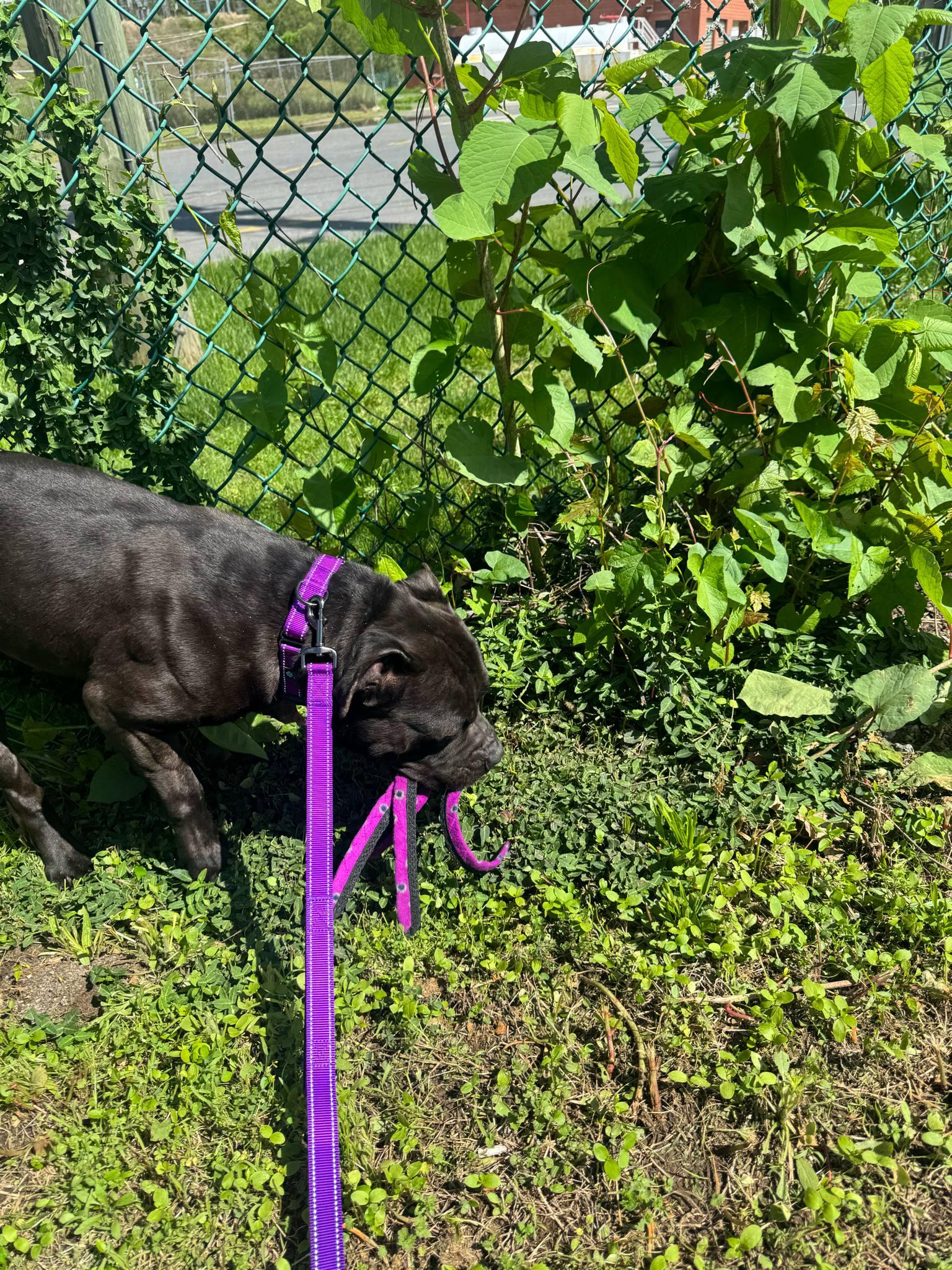 Enlarge Ronnie, a Adoptable mixed breed in New Milford, CT image 2/4