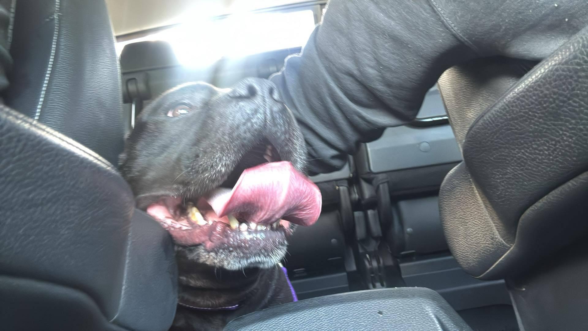 Enlarge Ronnie, a Adoptable mixed breed in New Milford, CT image 3/4