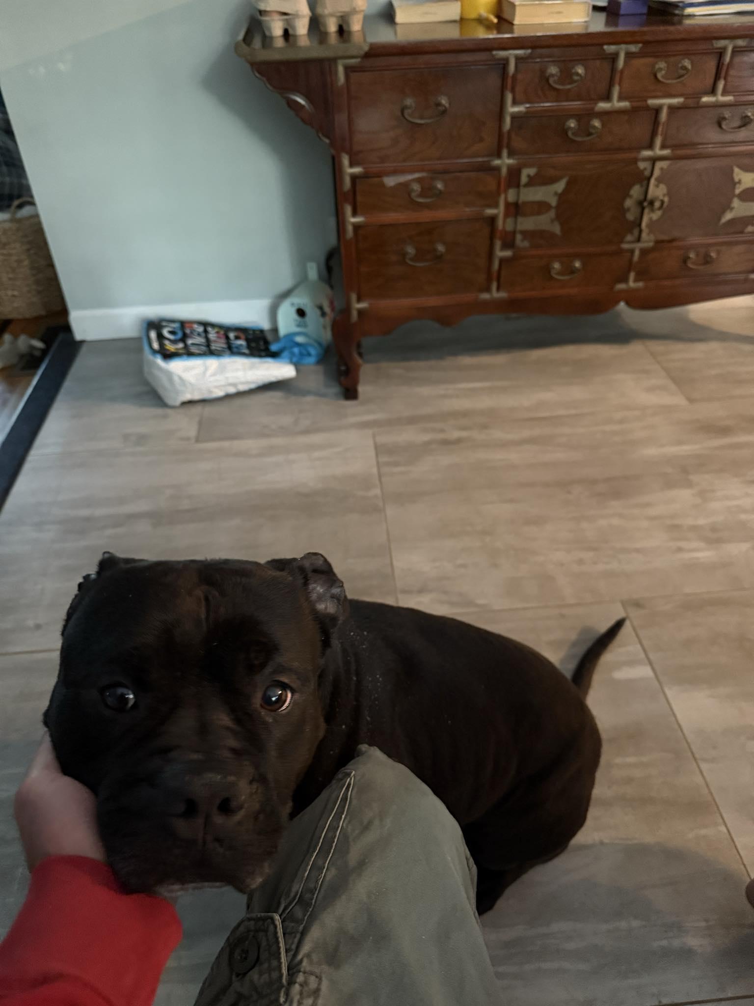 Enlarge Ronnie, a Adoptable mixed breed in New Milford, CT image 4/4