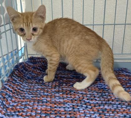 Enlarge Brie, a Adoptable mixed breed in Gainesville, FL image 1/1