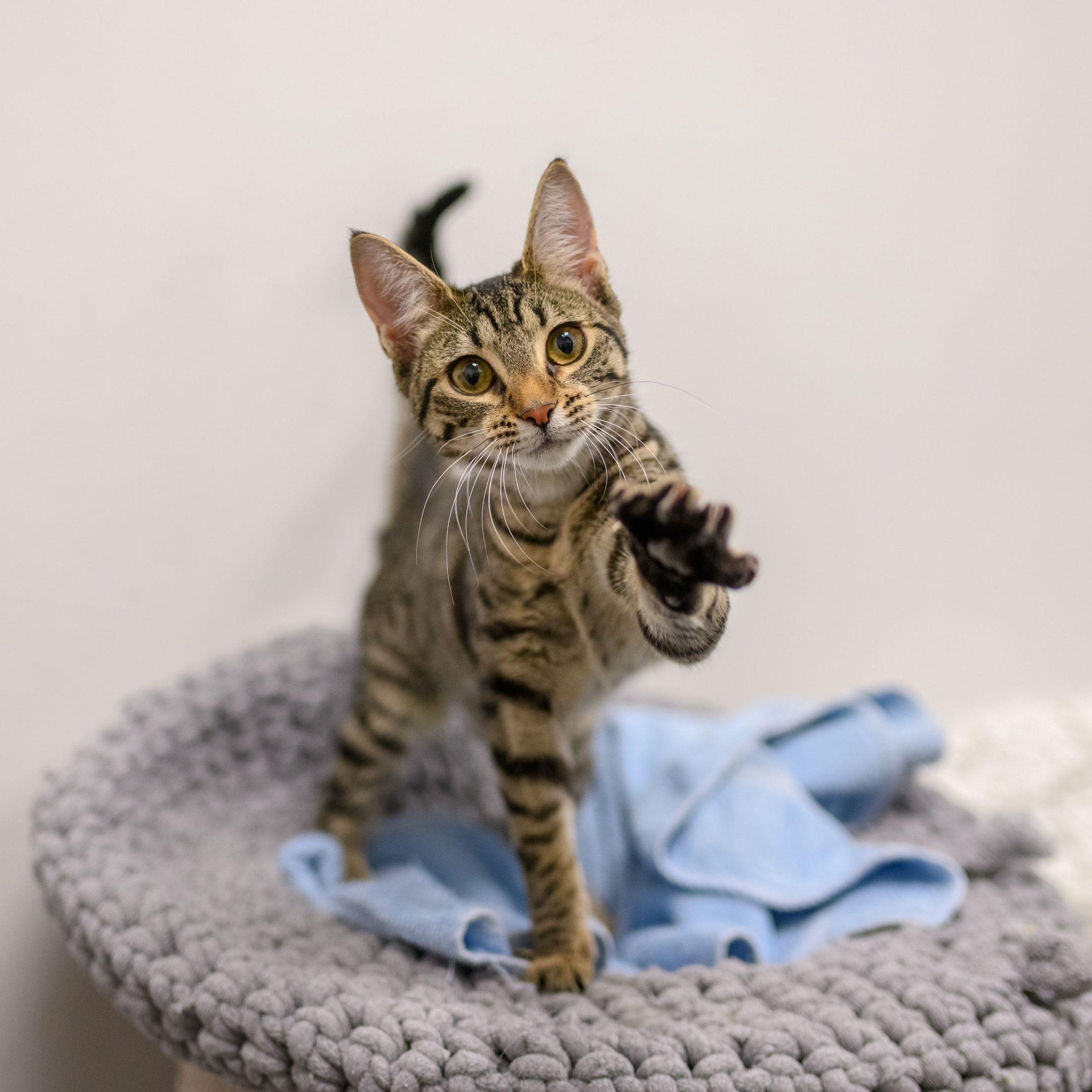 Enlarge JINX, a ADOPTABLE Tabby in Hamilton, NJ image 1/5