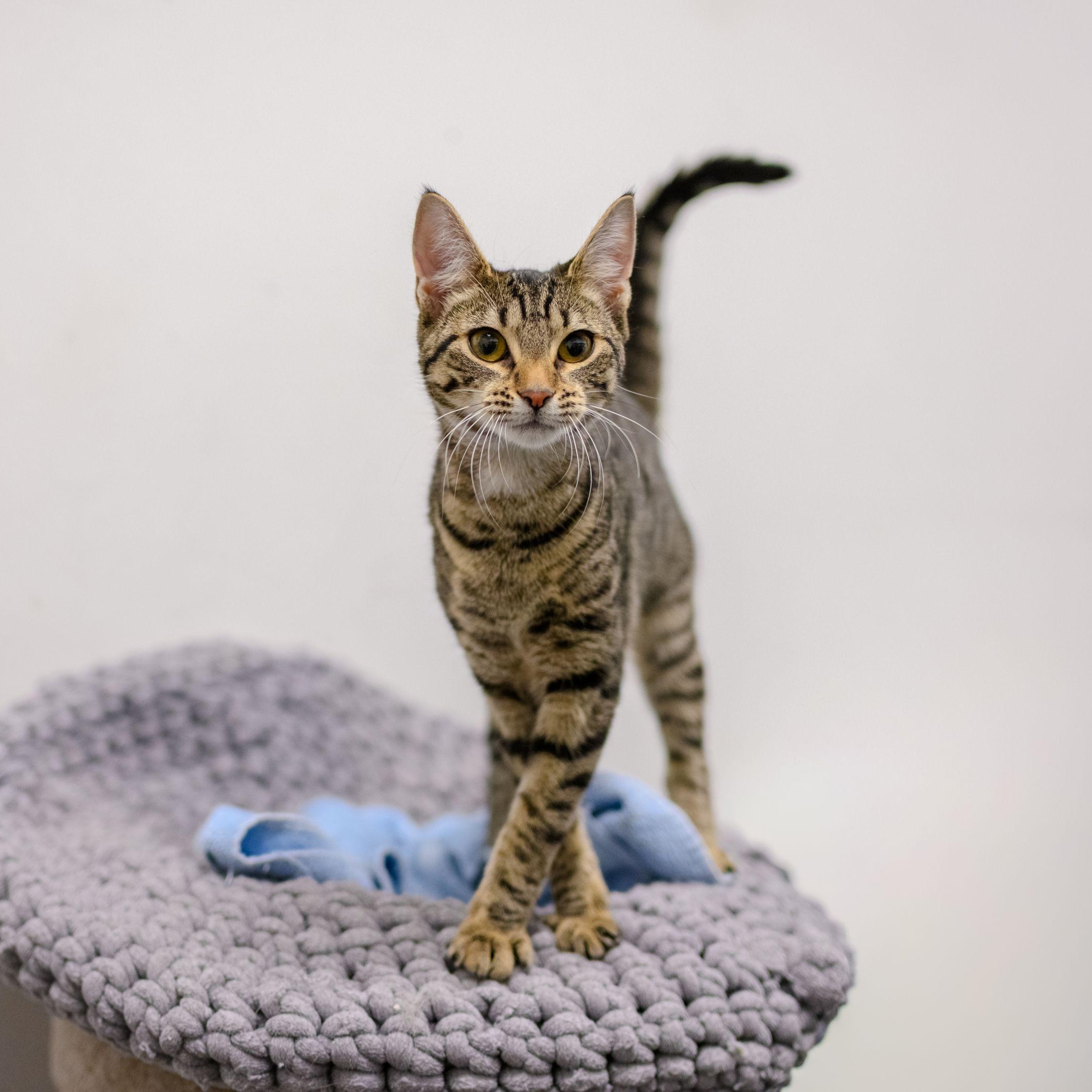 Enlarge JINX, a ADOPTABLE Tabby in Hamilton, NJ image 2/5