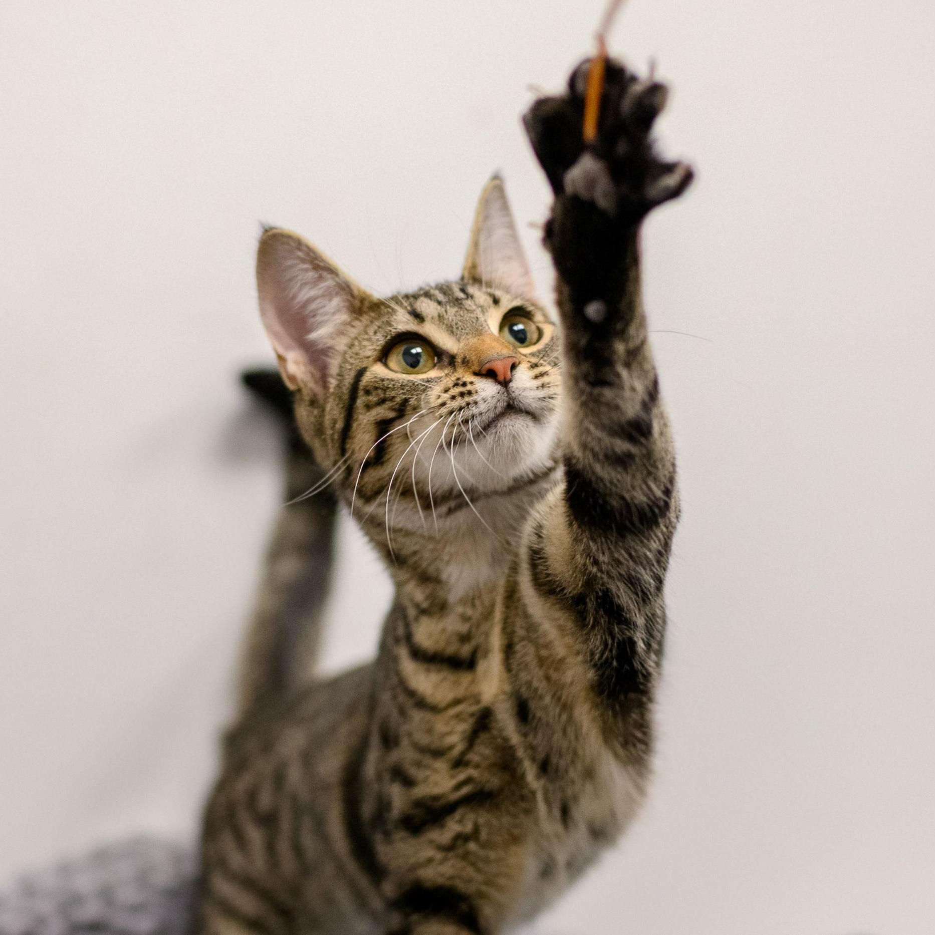 Enlarge JINX, a ADOPTABLE Tabby in Hamilton, NJ image 3/5