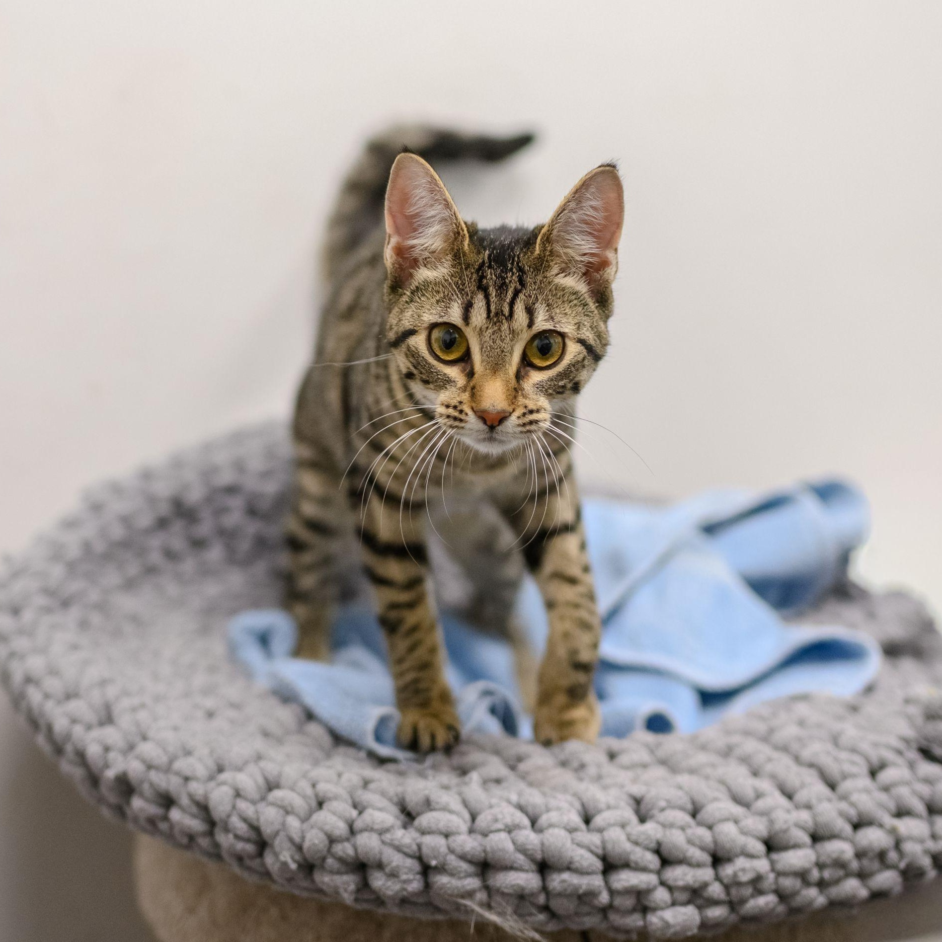 Enlarge JINX, a ADOPTABLE Tabby in Hamilton, NJ image 4/5