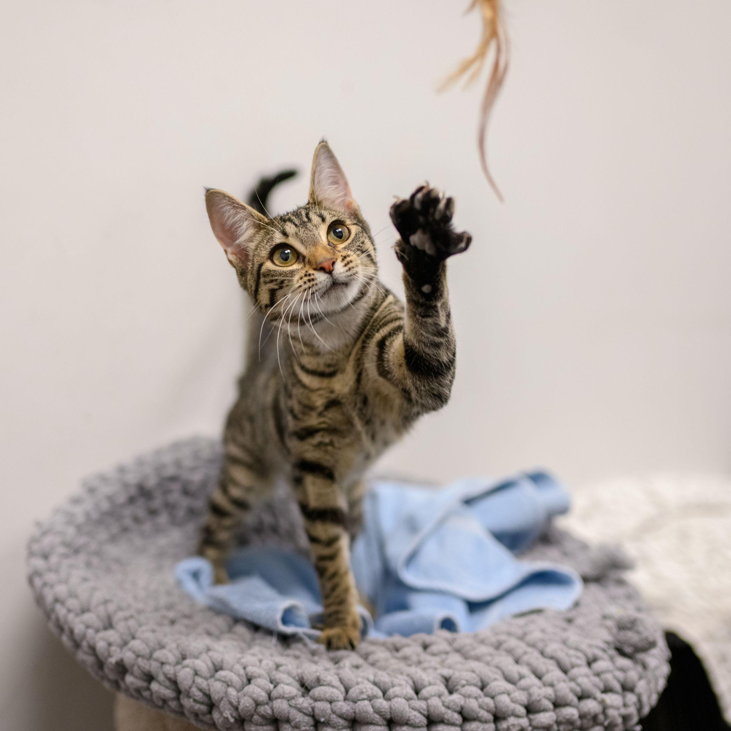 Enlarge JINX, a ADOPTABLE Tabby in Hamilton, NJ image 5/5