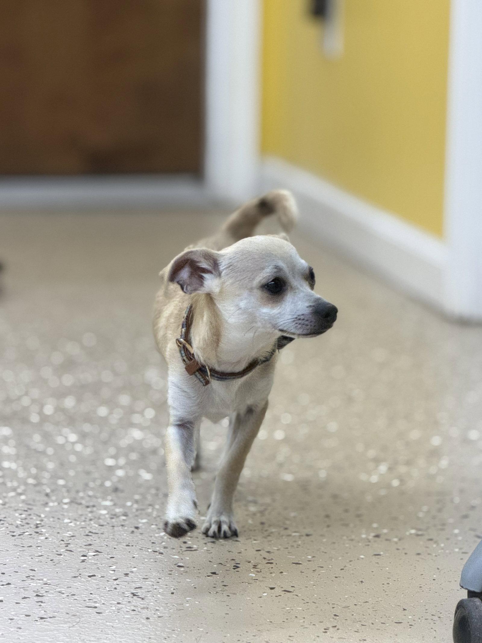 Little Buddy, Adoptable, Puppy Male Chihuahua.
