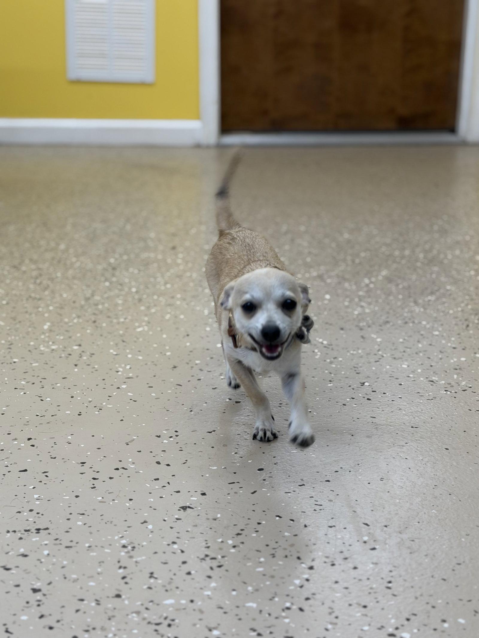 Enlarge Little Buddy, a Adoptable Chihuahua in York, SC image 2/3