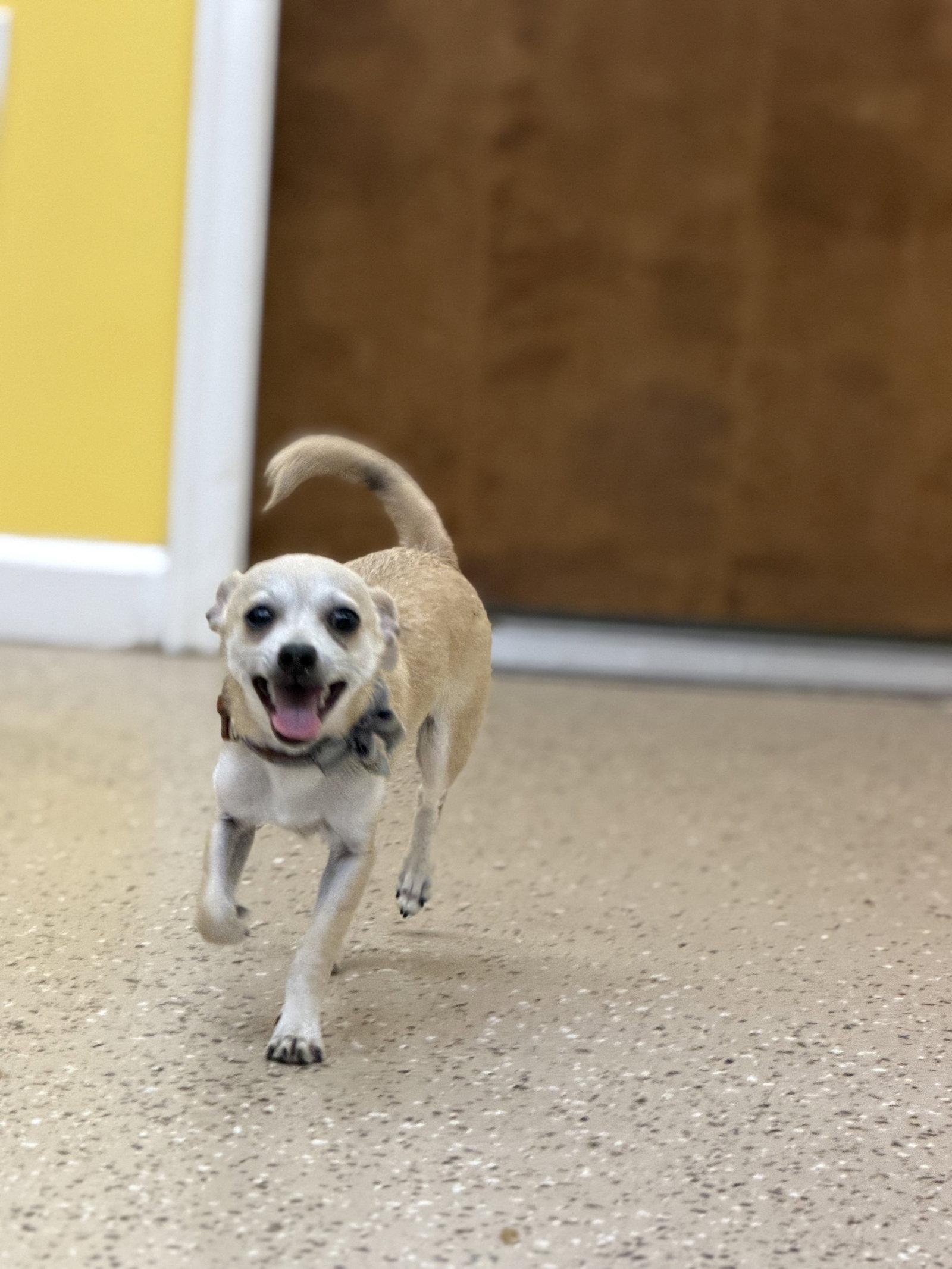 Enlarge Little Buddy, a Adoptable Chihuahua in York, SC image 3/3