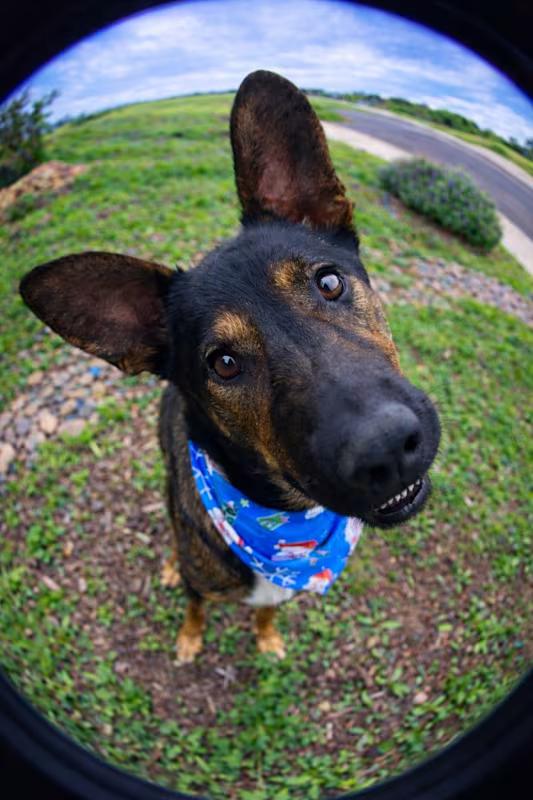 Enlarge Cricket , a ADOPTABLE mixed breed in Temecula, CA image 2/3