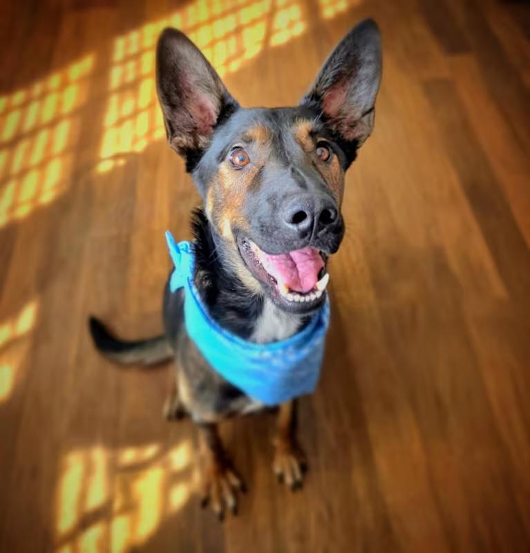 Cricket , ADOPTABLE, Adult Male Shepherd.