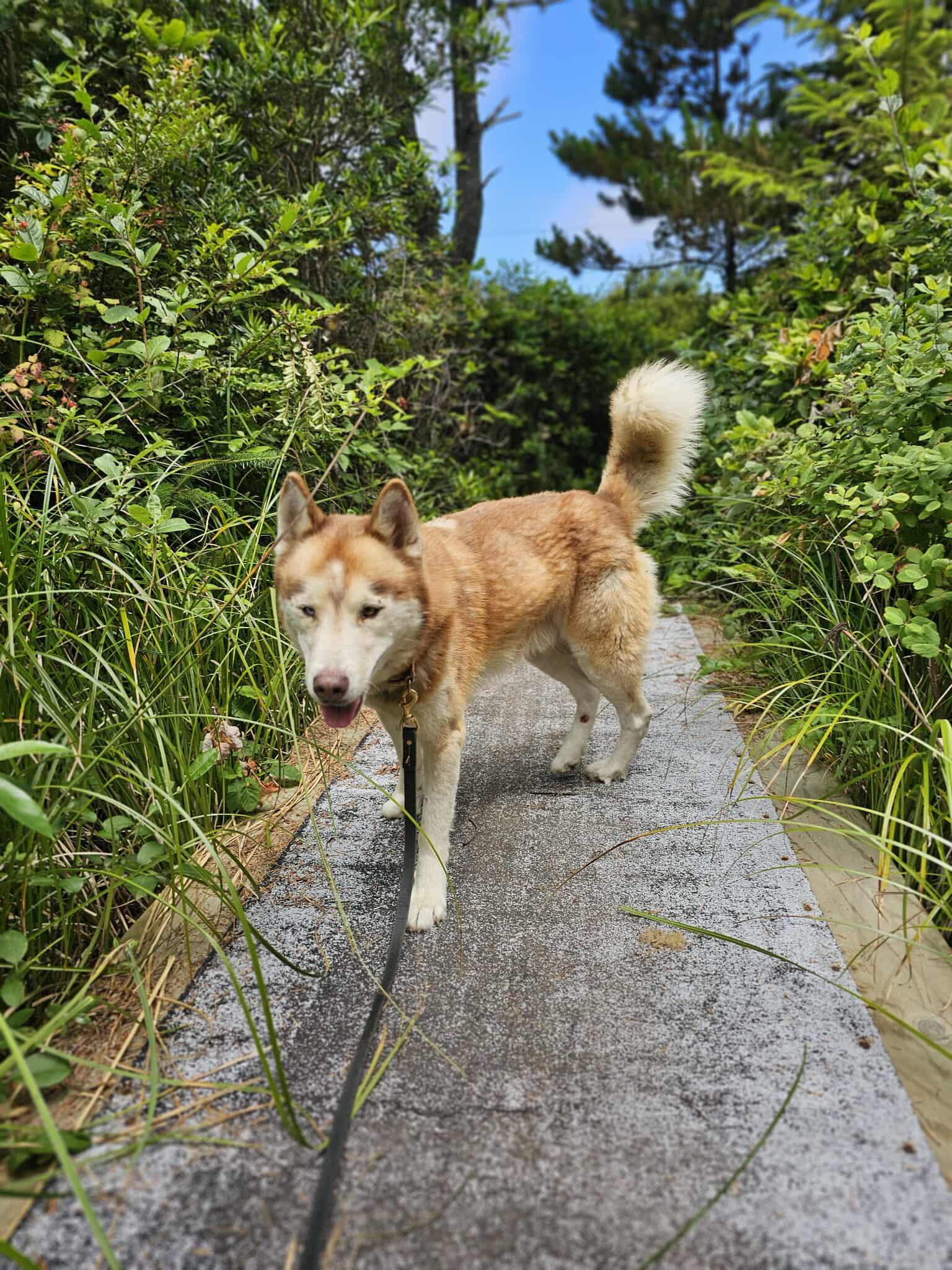 Timber, an adoptable Husky in Crescent city, CA, 95531 | Photo Image 4