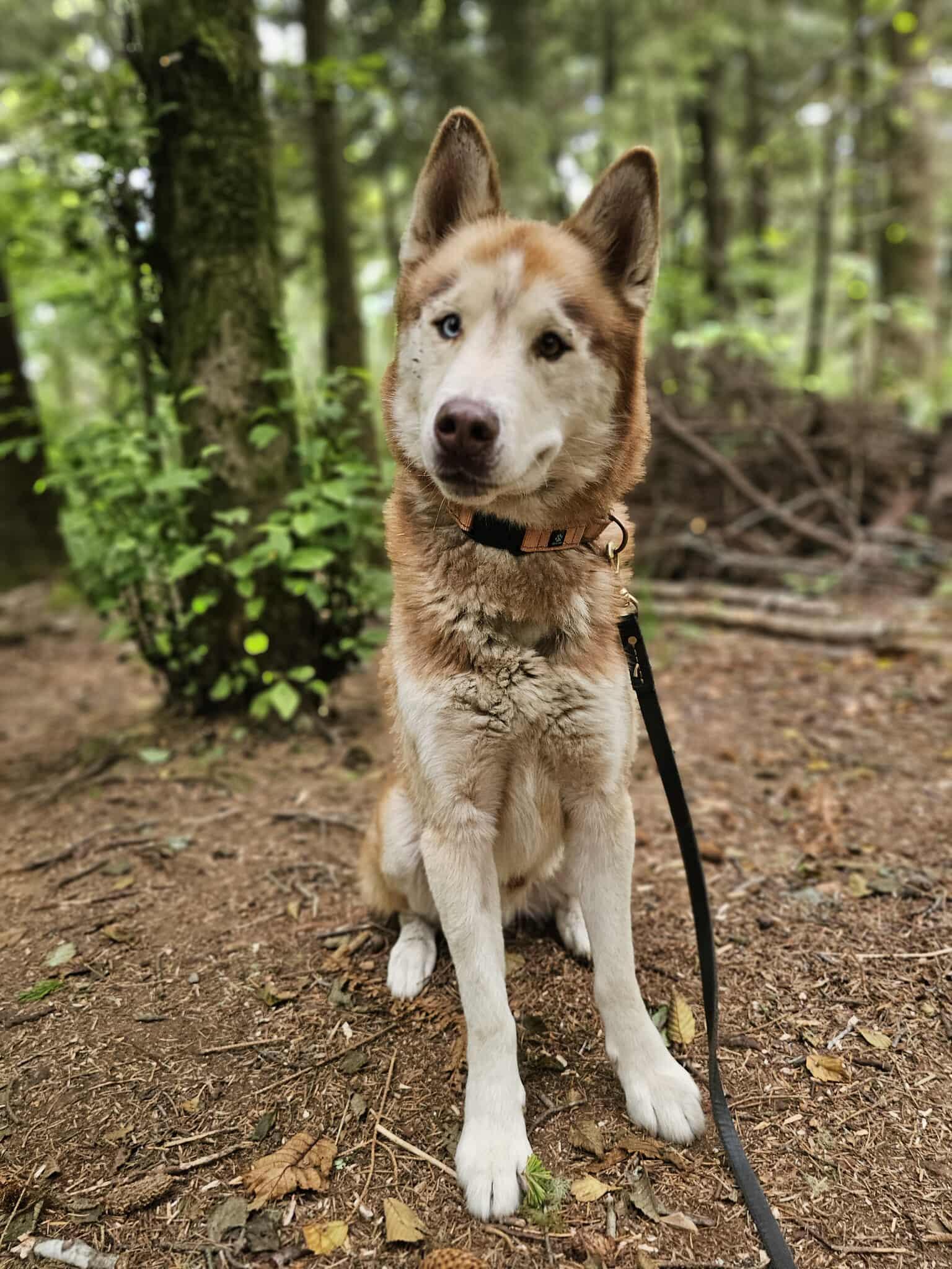 Timber, an adoptable Husky in Crescent city, CA, 95531 | Photo Image 5