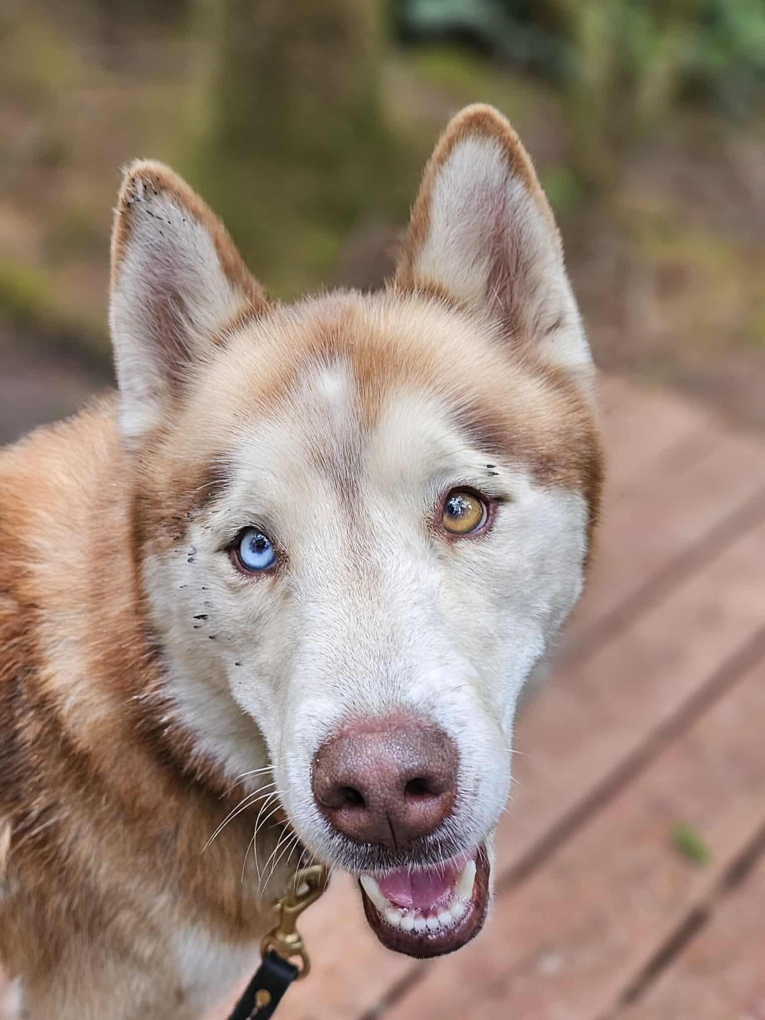 Timber, an adoptable Husky in Crescent city, CA, 95531 | Photo Image 3