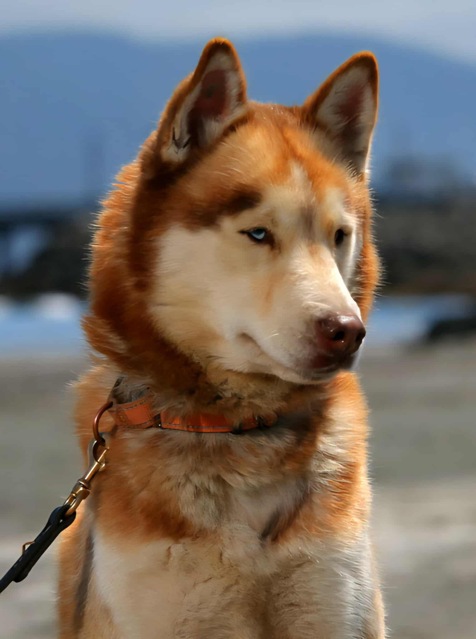 Timber, an adoptable Husky in Crescent city, CA, 95531 | Photo Image 1