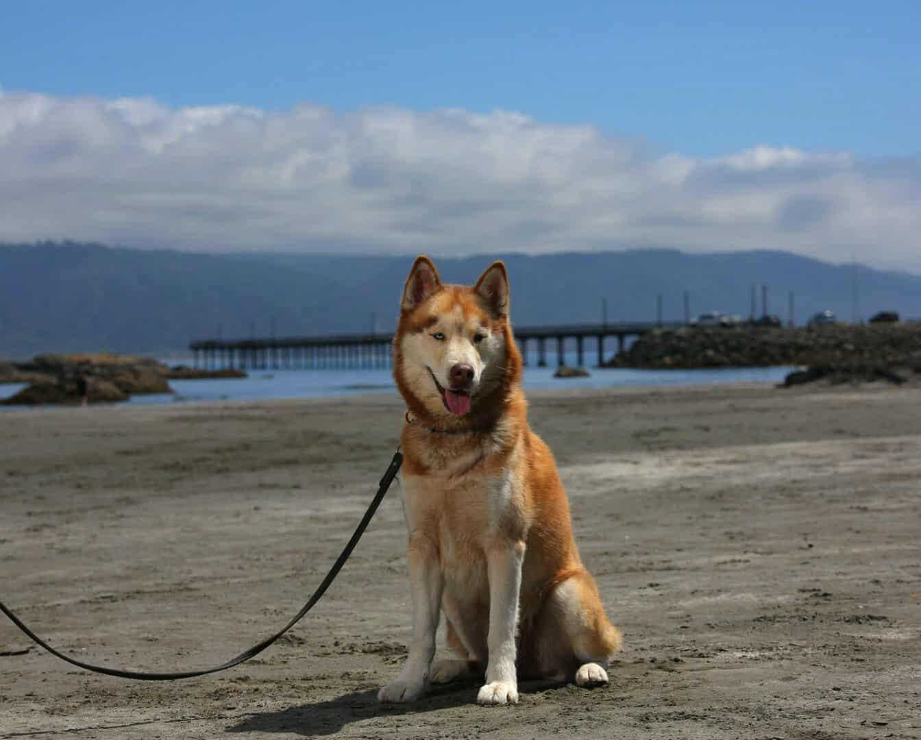 Timber, an adoptable Husky in Crescent city, CA, 95531 | Photo Image 2