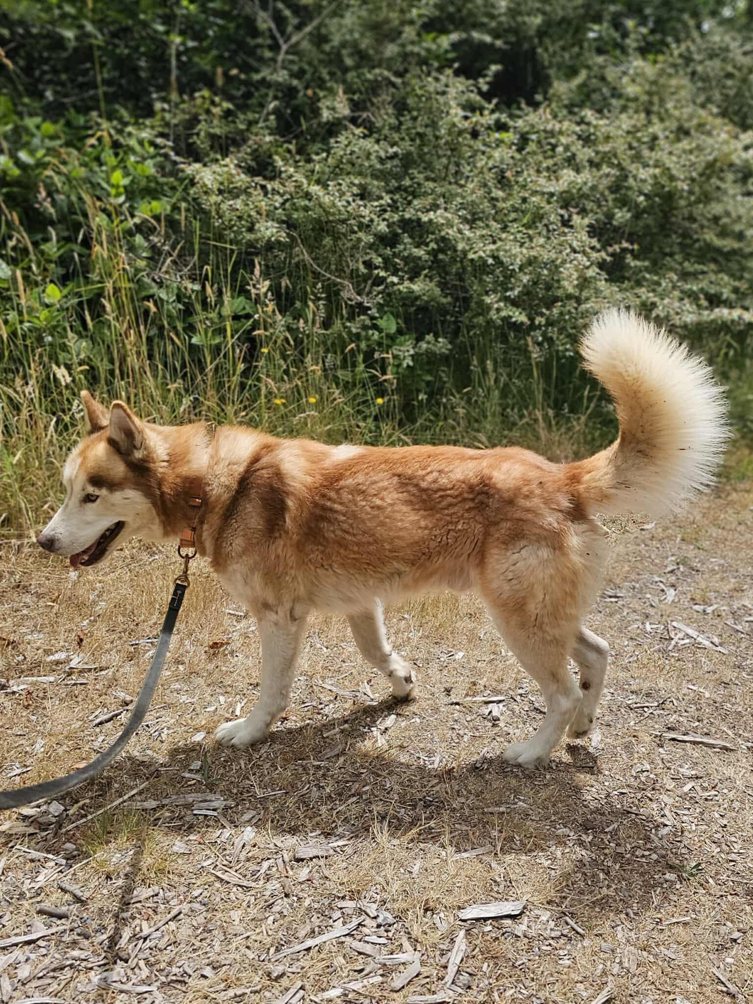 Timber, an adoptable Husky in Crescent city, CA, 95531 | Photo Image 6