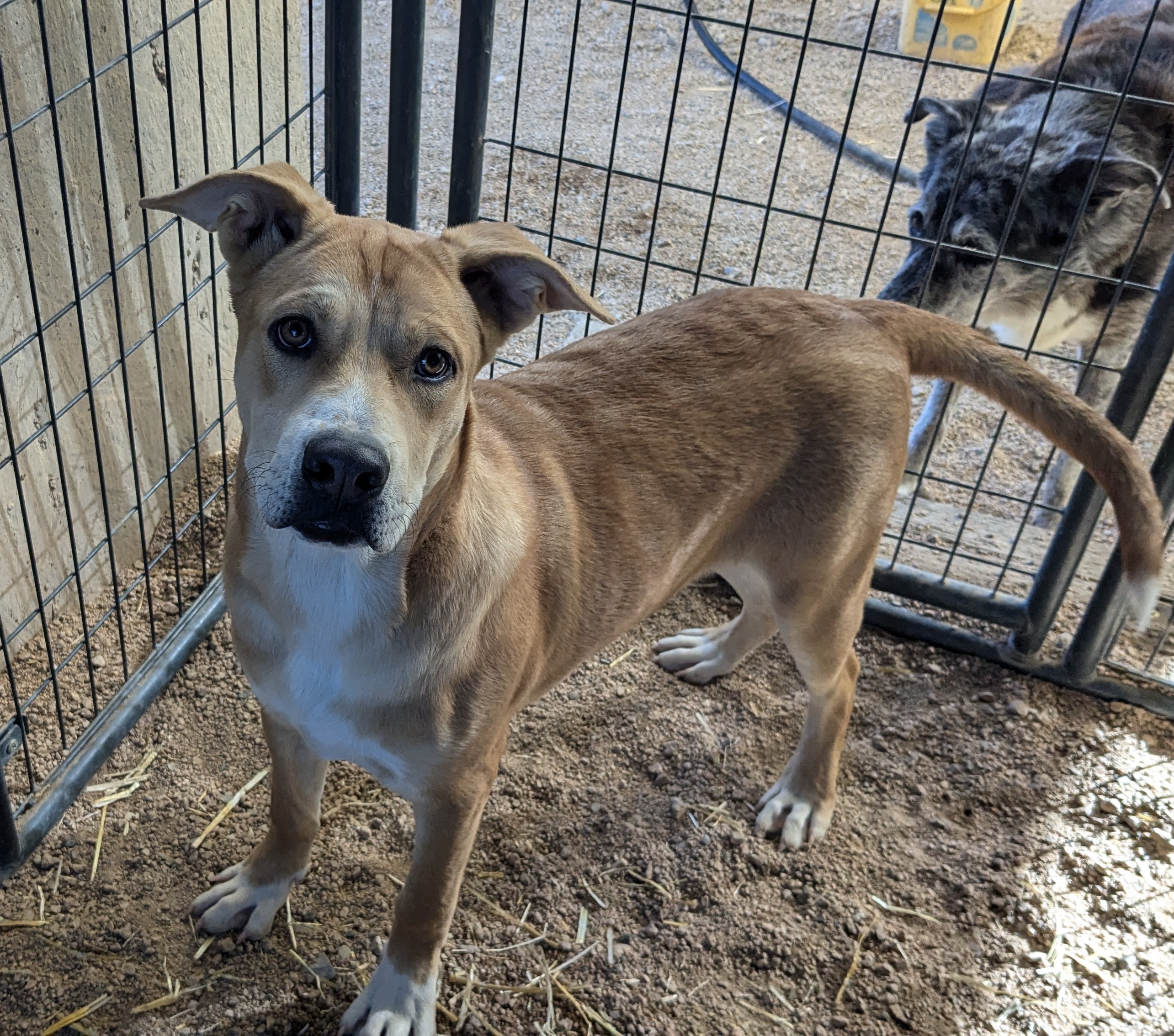 Colt, a Adoptable mixed breed in Golden Valley, AZ image 1/2