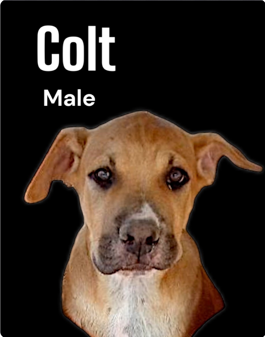 Colt, a Adoptable mixed breed in Golden Valley, AZ image 2/2
