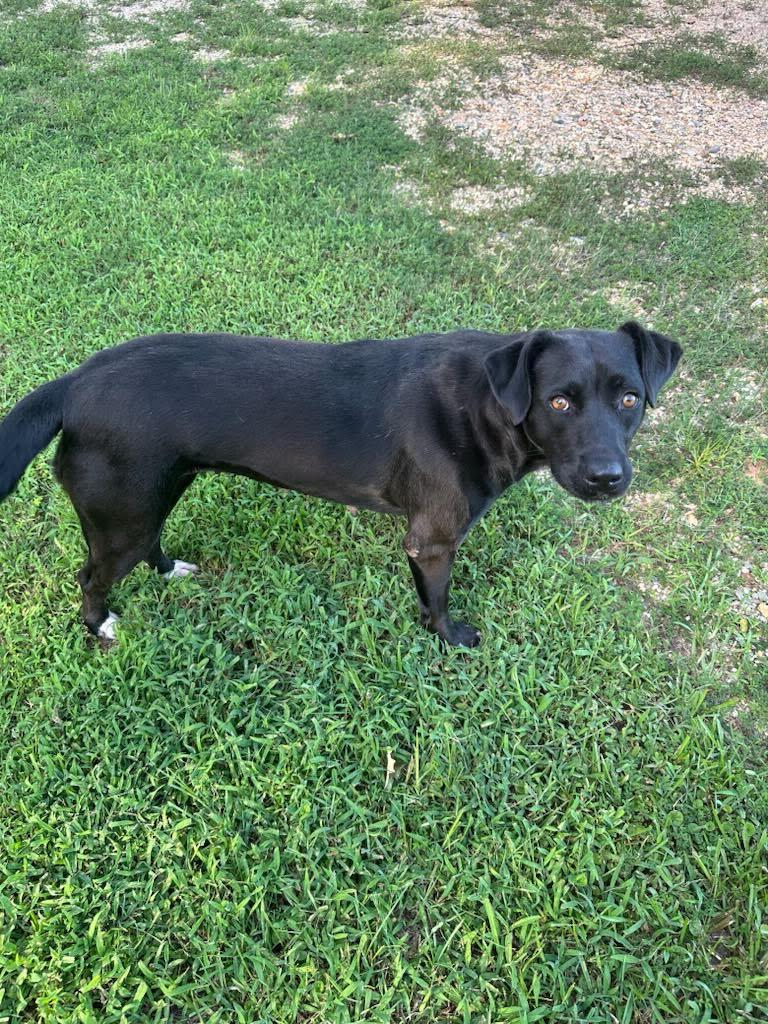 Gypsy, a ADOPTABLE mixed breed in Warrington, PA image 1/6