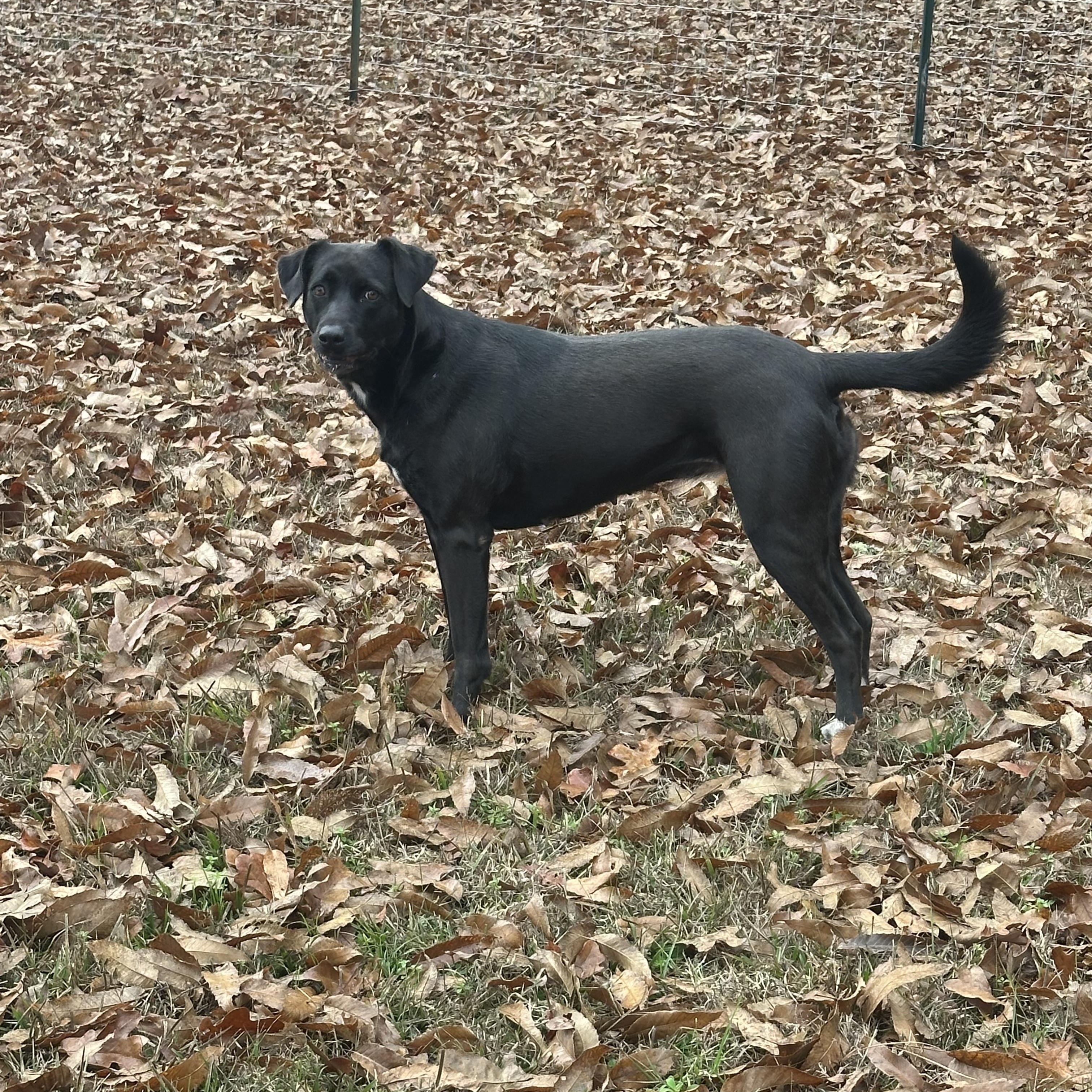 Gypsy, a ADOPTABLE mixed breed in Warrington, PA image 4/6