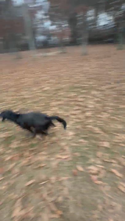 Enlarge Gypsy, a ADOPTABLE mixed breed in Warrington, PA video 6/6