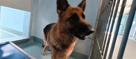 Enlarge LUCKY, a Adoptable mixed breed in Baldwin Park, CA image 1/1