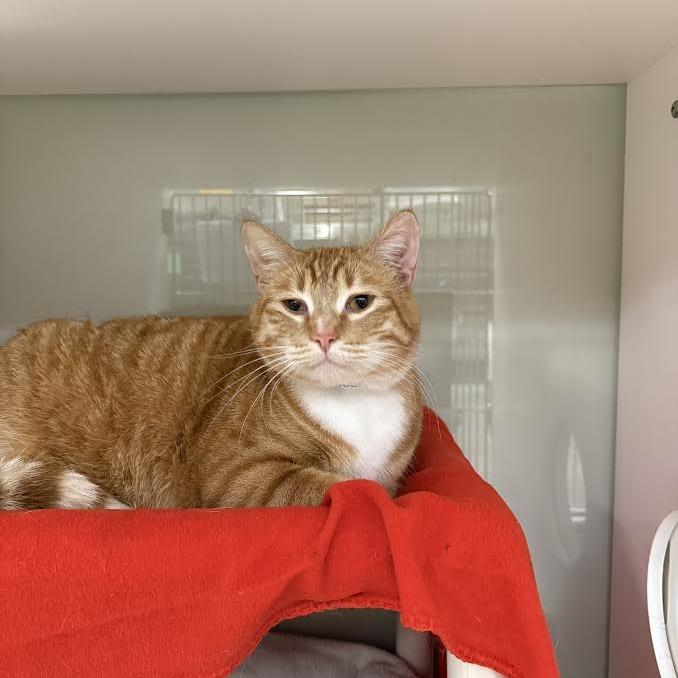 Big Mac, Adoptable, Adult Male Domestic Short Hair.