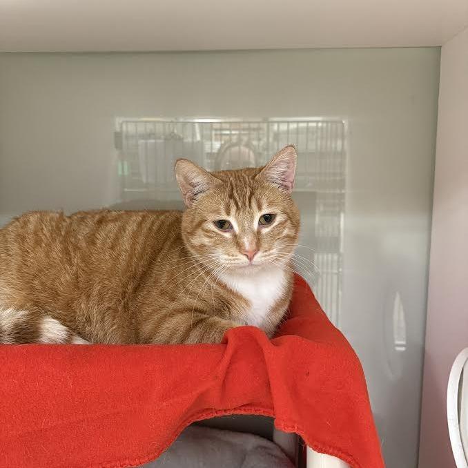 Big Mac, a Adoptable mixed breed in Saint Cloud, MN image 2/3