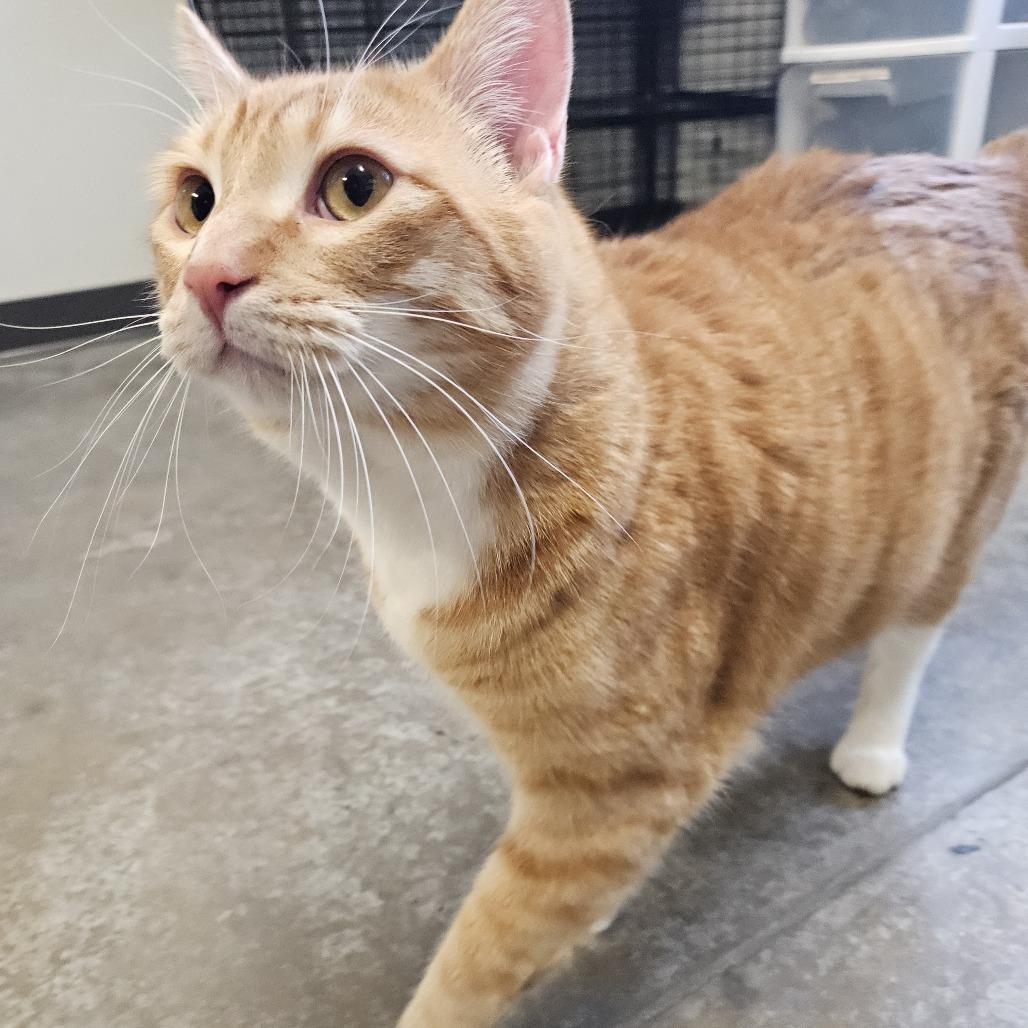 Big Mac, a Adoptable mixed breed in Saint Cloud, MN image 3/3